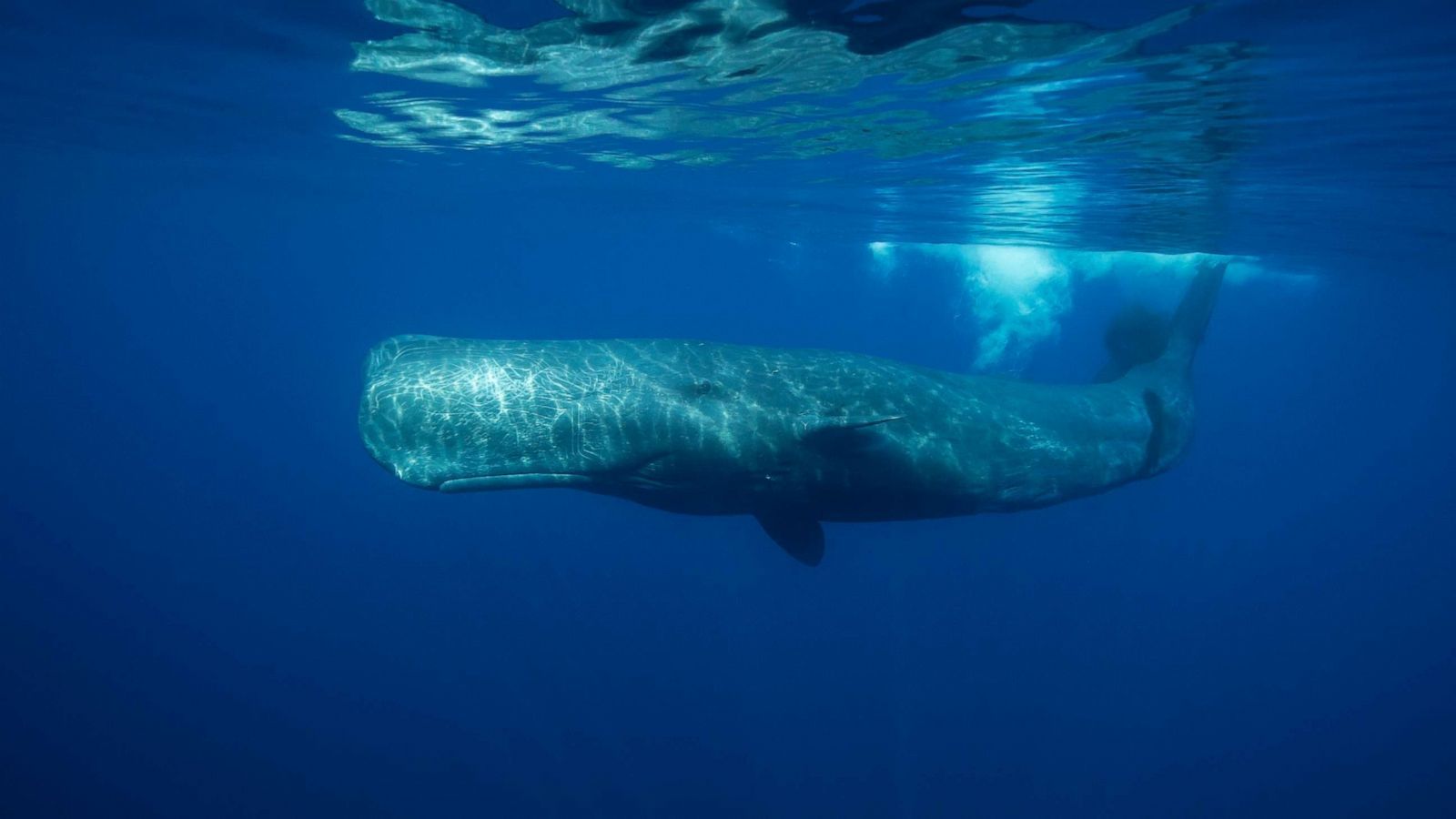 Sperm whale found dead on Italian beach .abcnews.go.com