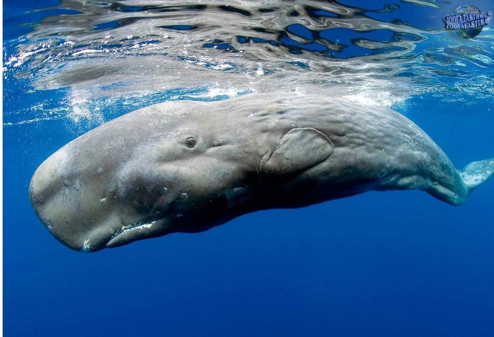 Sperm whale wallpaper.com