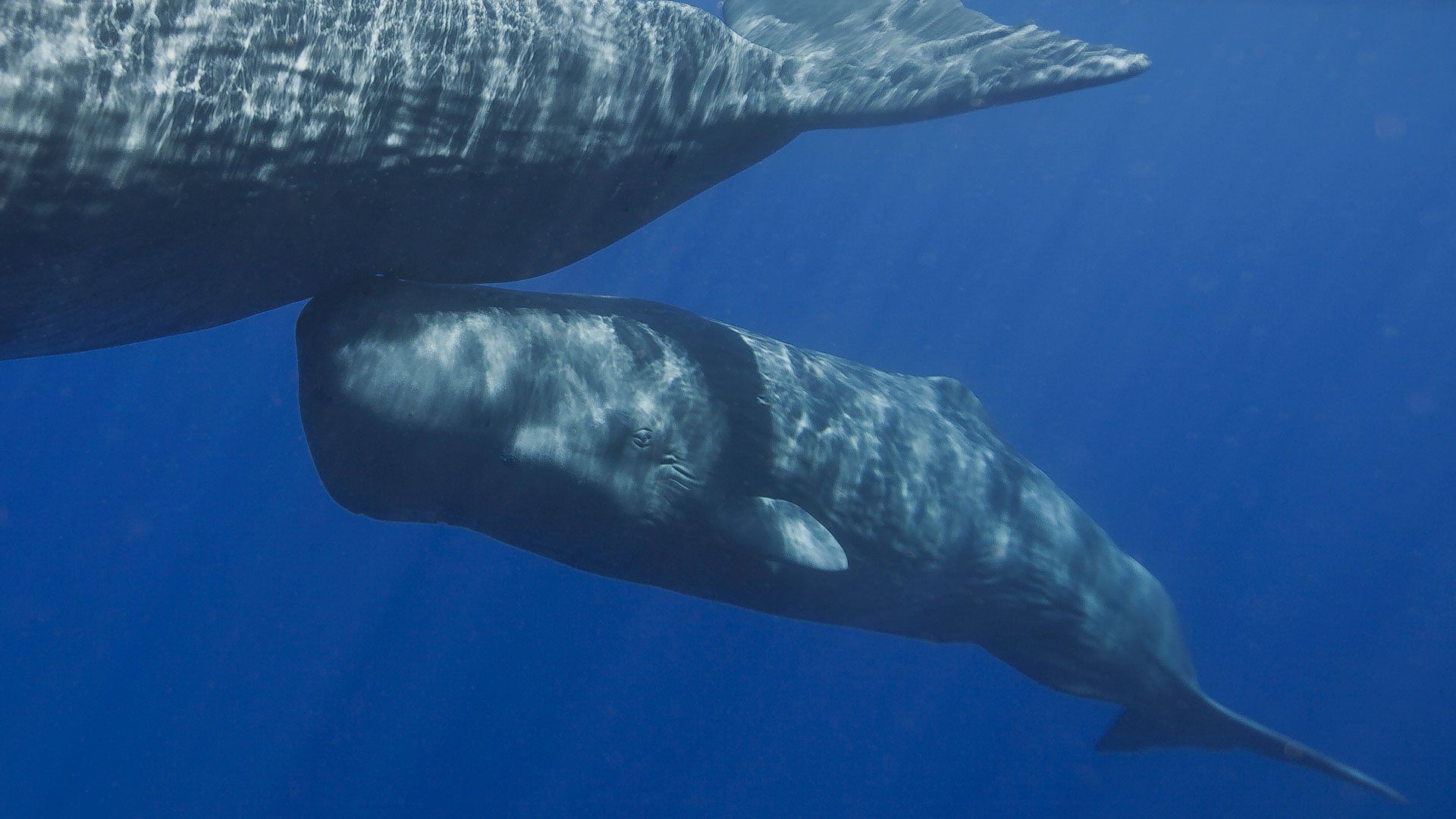 Sperm Whale Holidays & Whale Watching .naturalworldsafaris.com