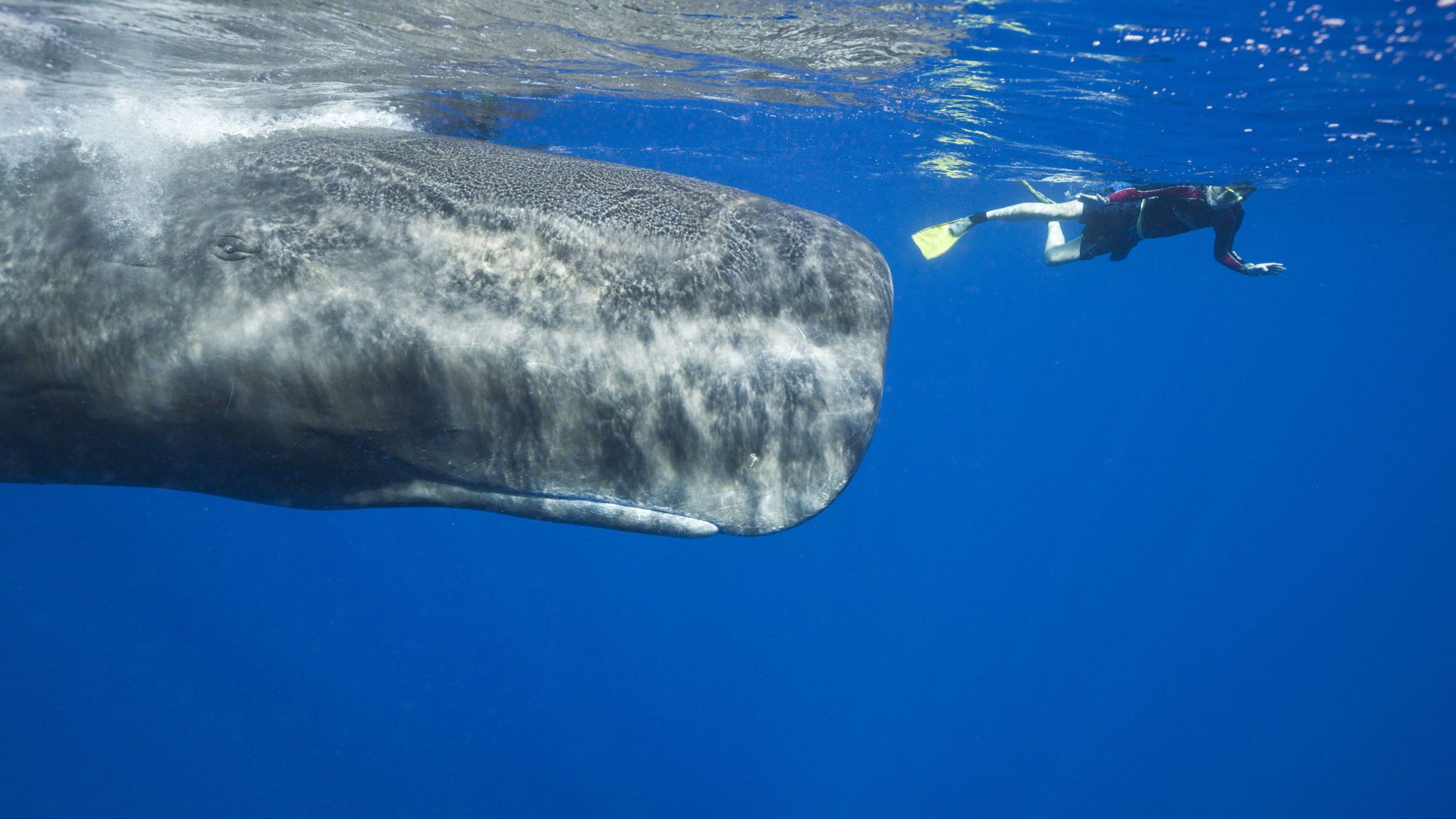 swimming with sperm whales inft.com