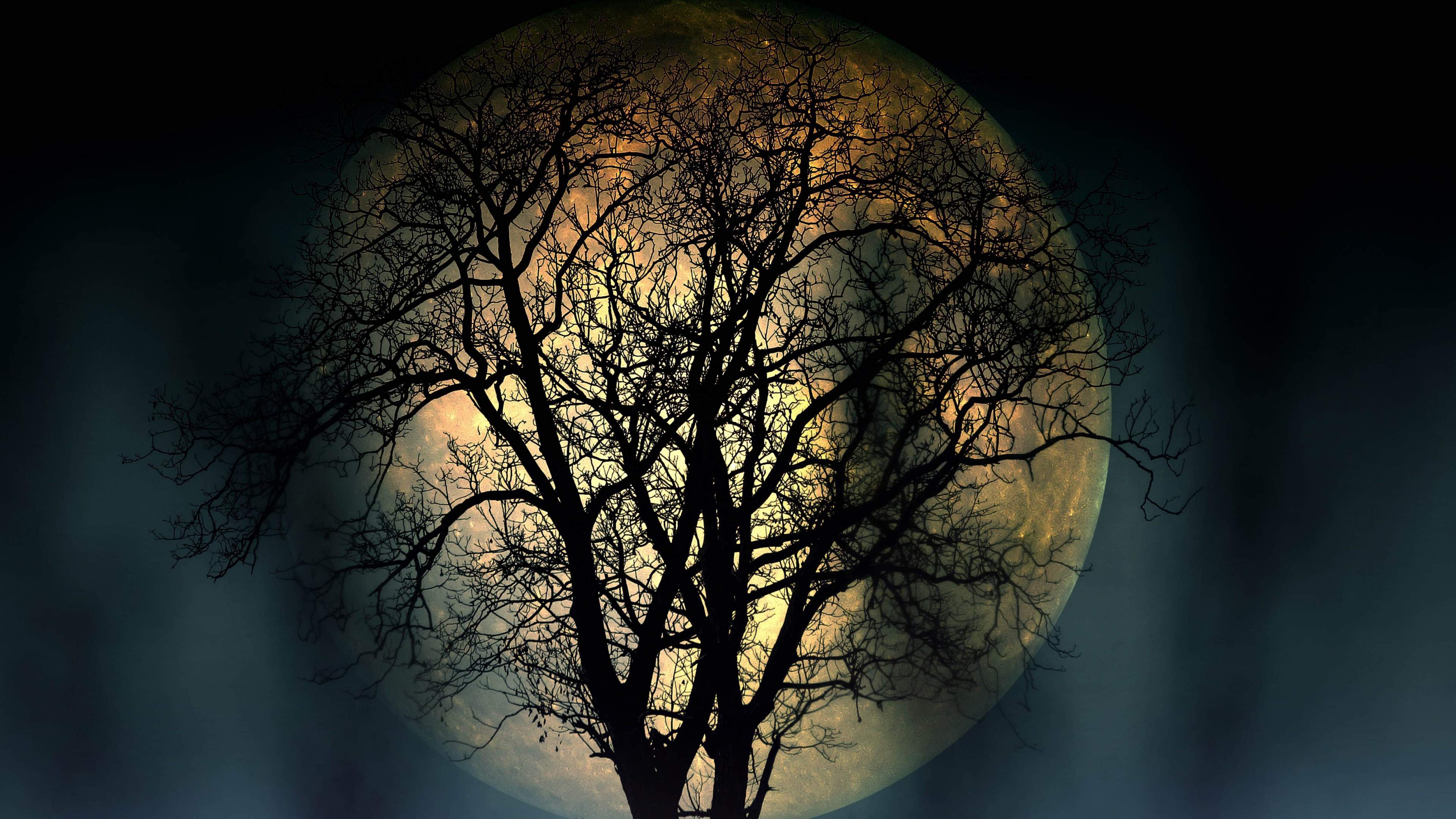 Full Moon Lonely Tree In The Night 4k .wallpaper13.com
