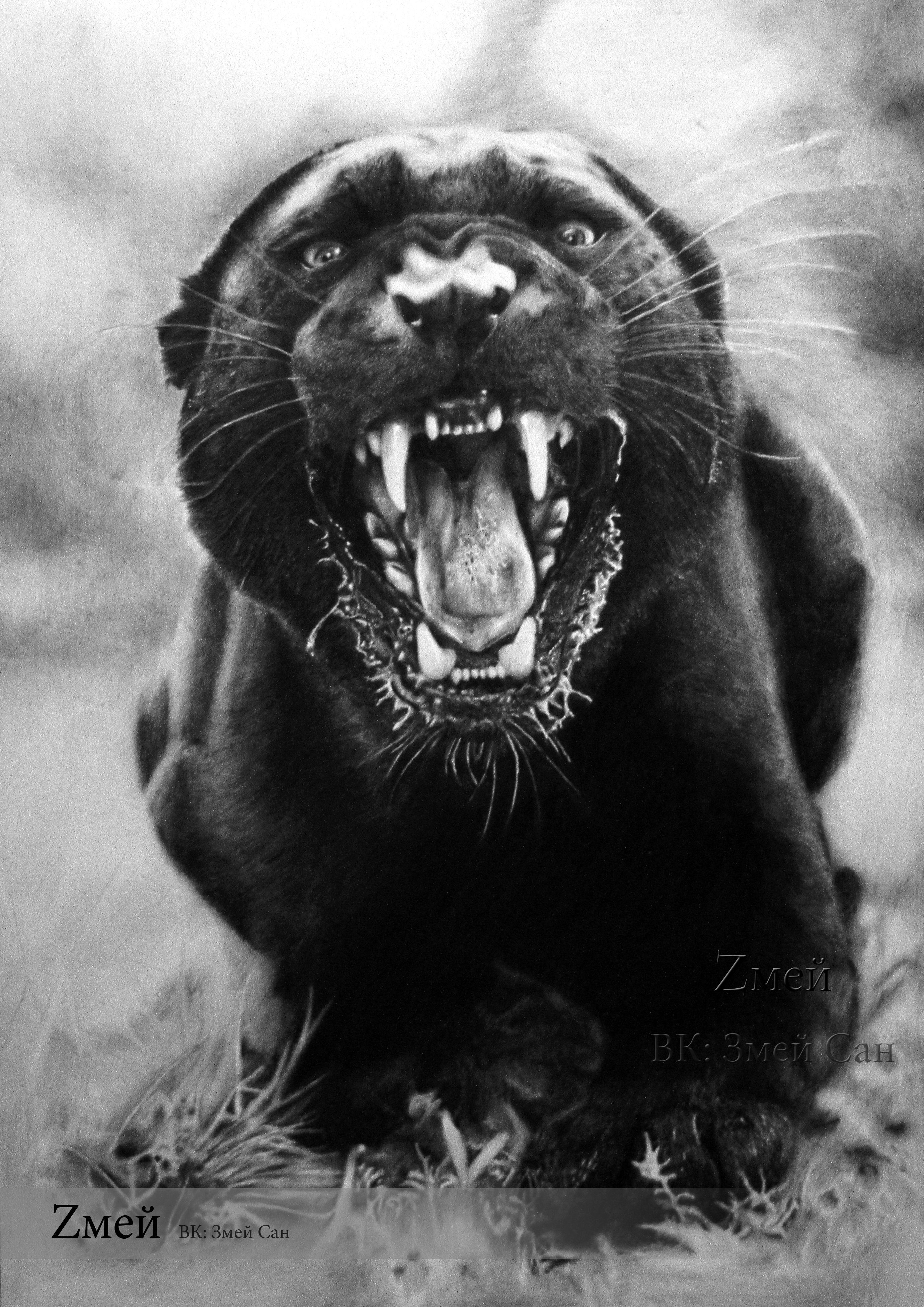 Black Panther Aggressive .wallpapertip.com
