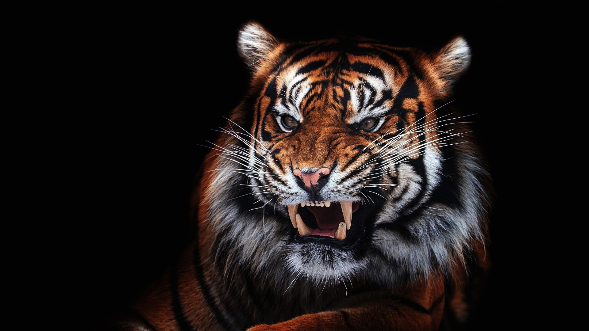 Aggressive Tiger Wallpaper .teahub.io