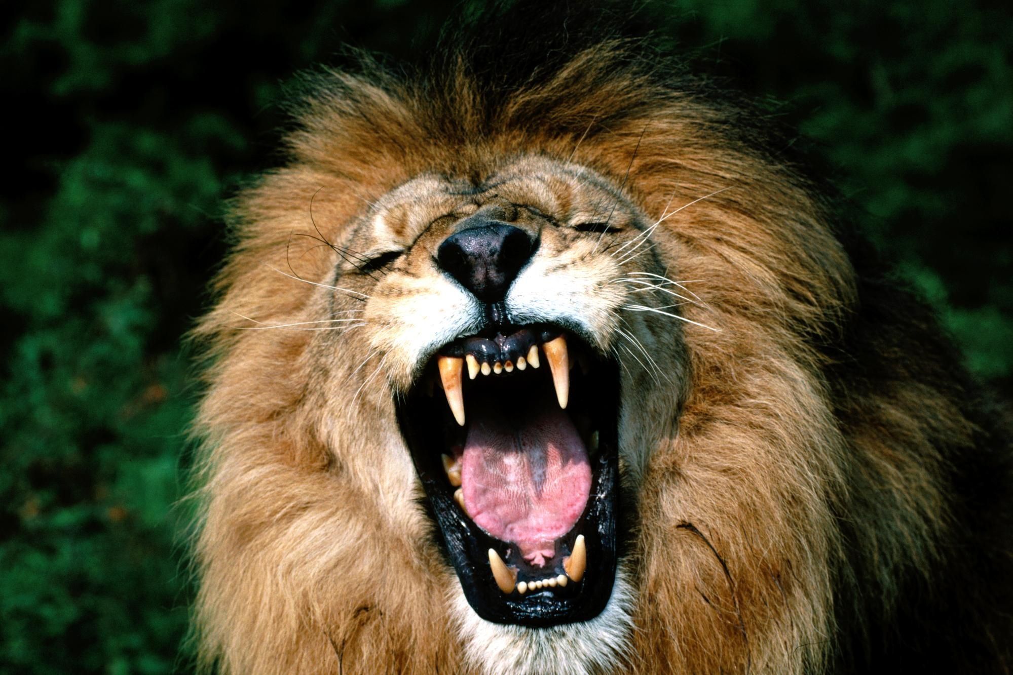 Download Wallpaper lion, face, teeth .com