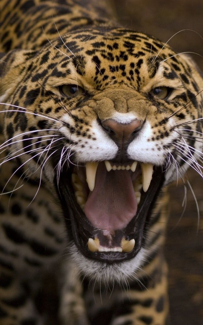 Wallpaper predator teeth jaguar anger .com