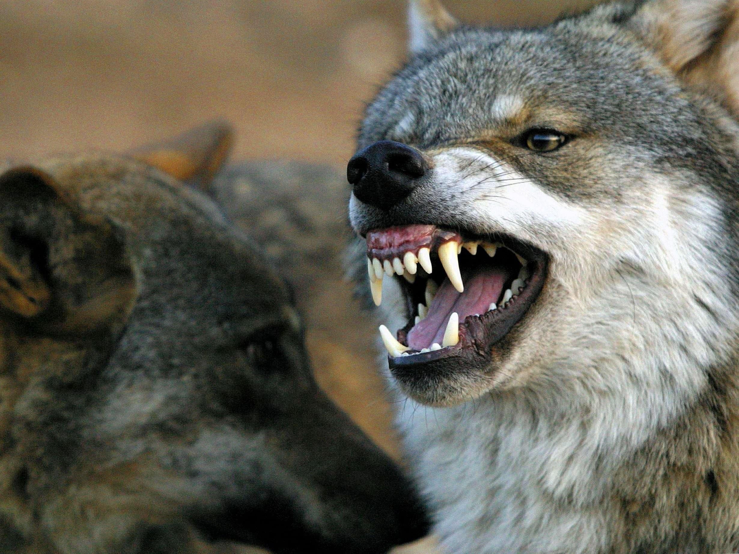 Фото агрессивного волка