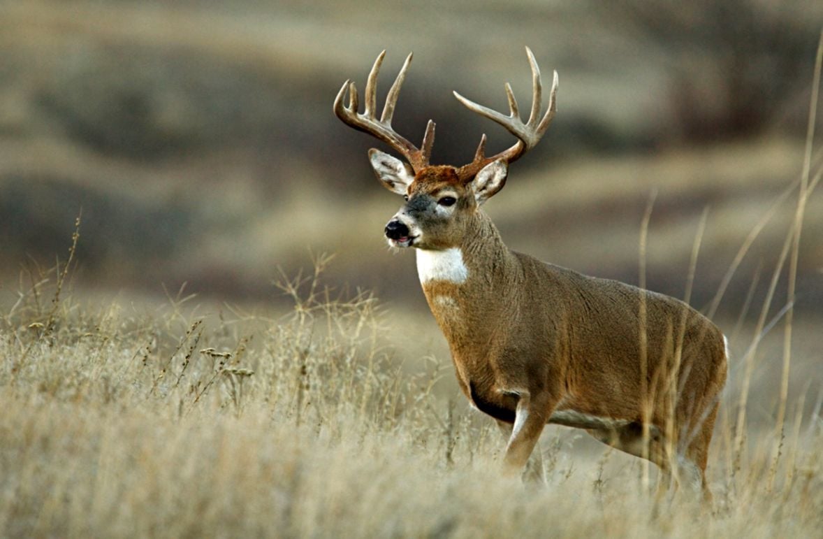 Whitetail Deer S