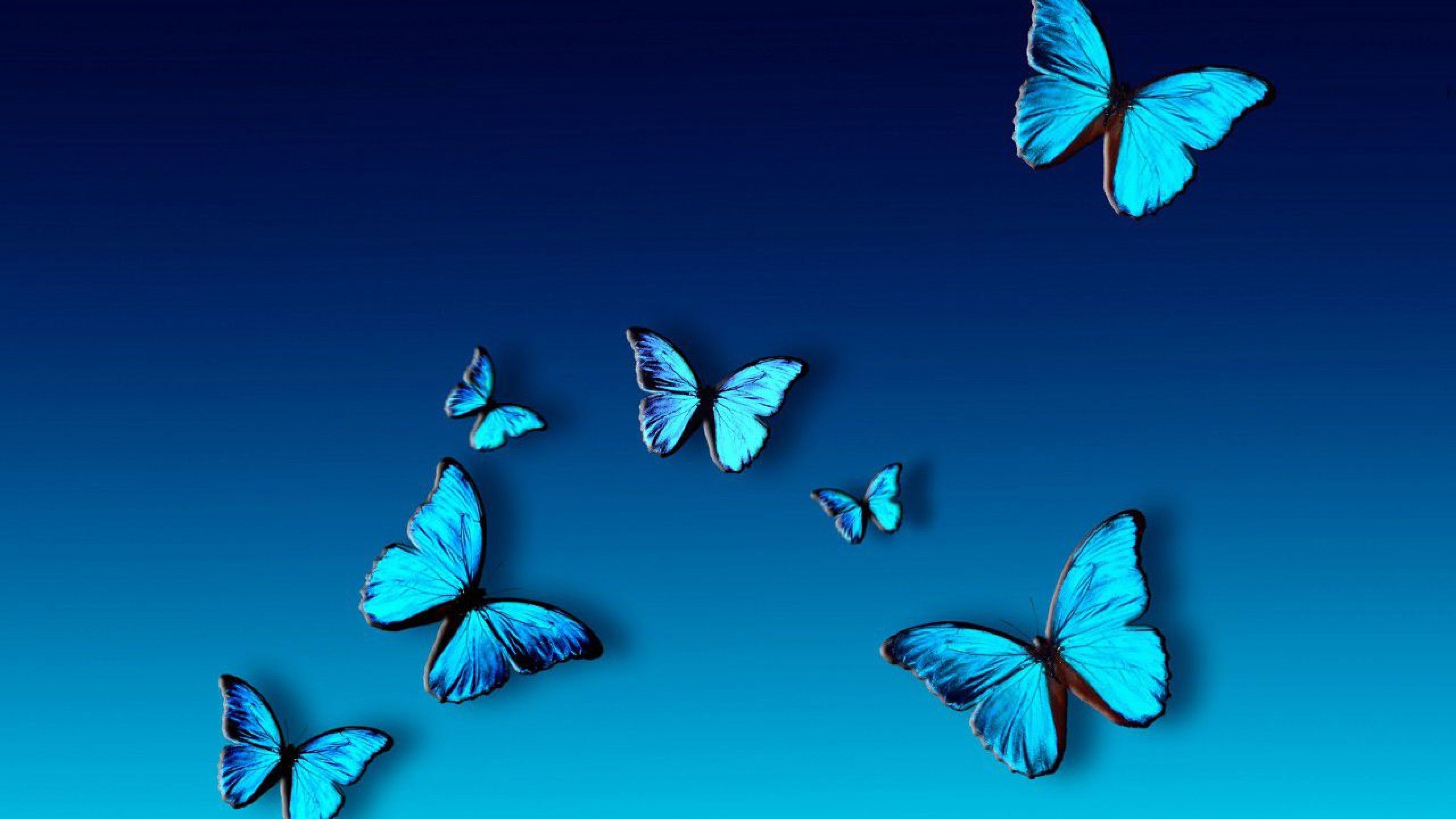 Blue Butterfly Desktop Wallpapers - Wallpaper Cave