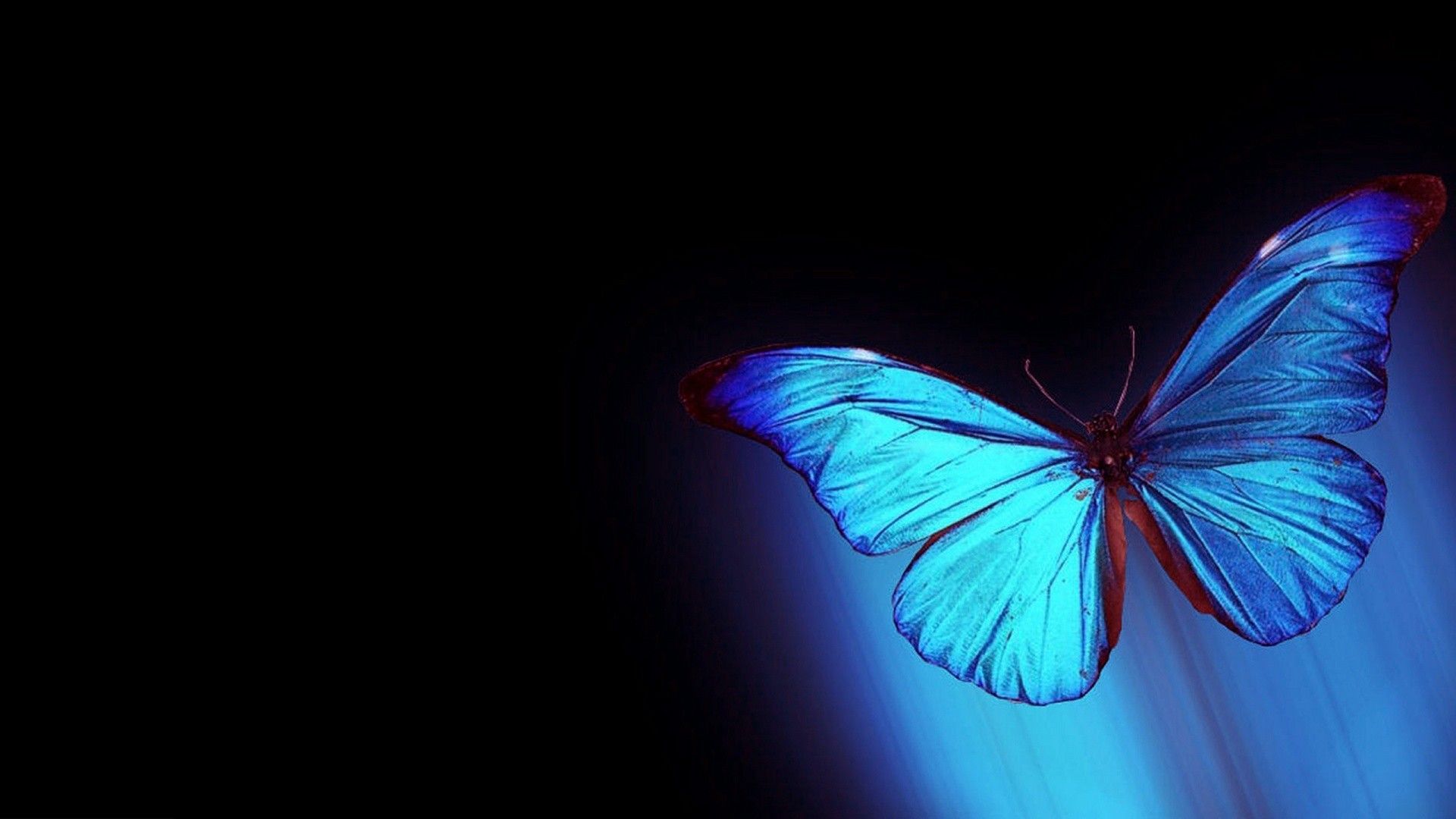 Blue Butterfly Desktop Background .livewallpaperhd.com