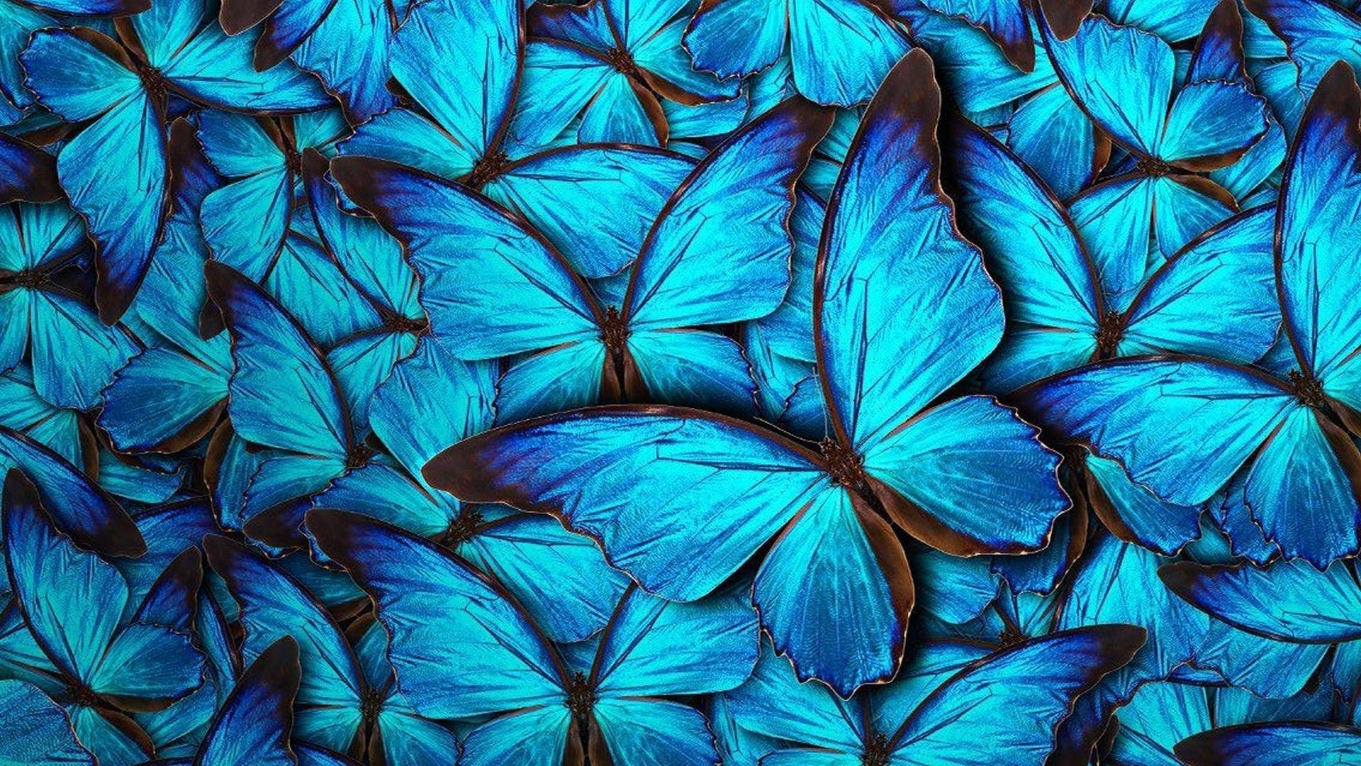 Blue Butterfly HD Wallpaper .wallpaperboat.com
