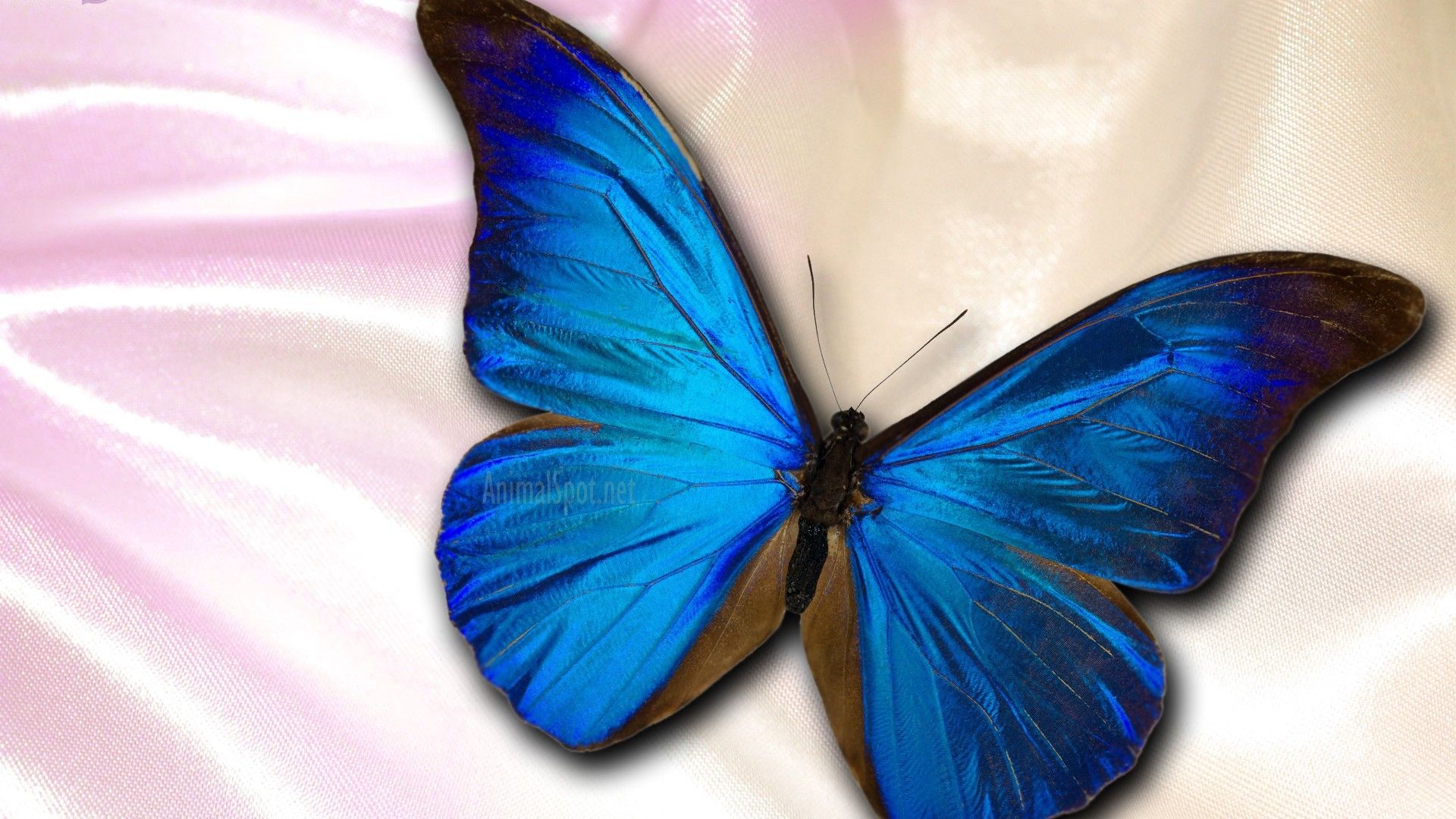 Blue Butterfly Desktop Wallpaper .wallpapercute.com