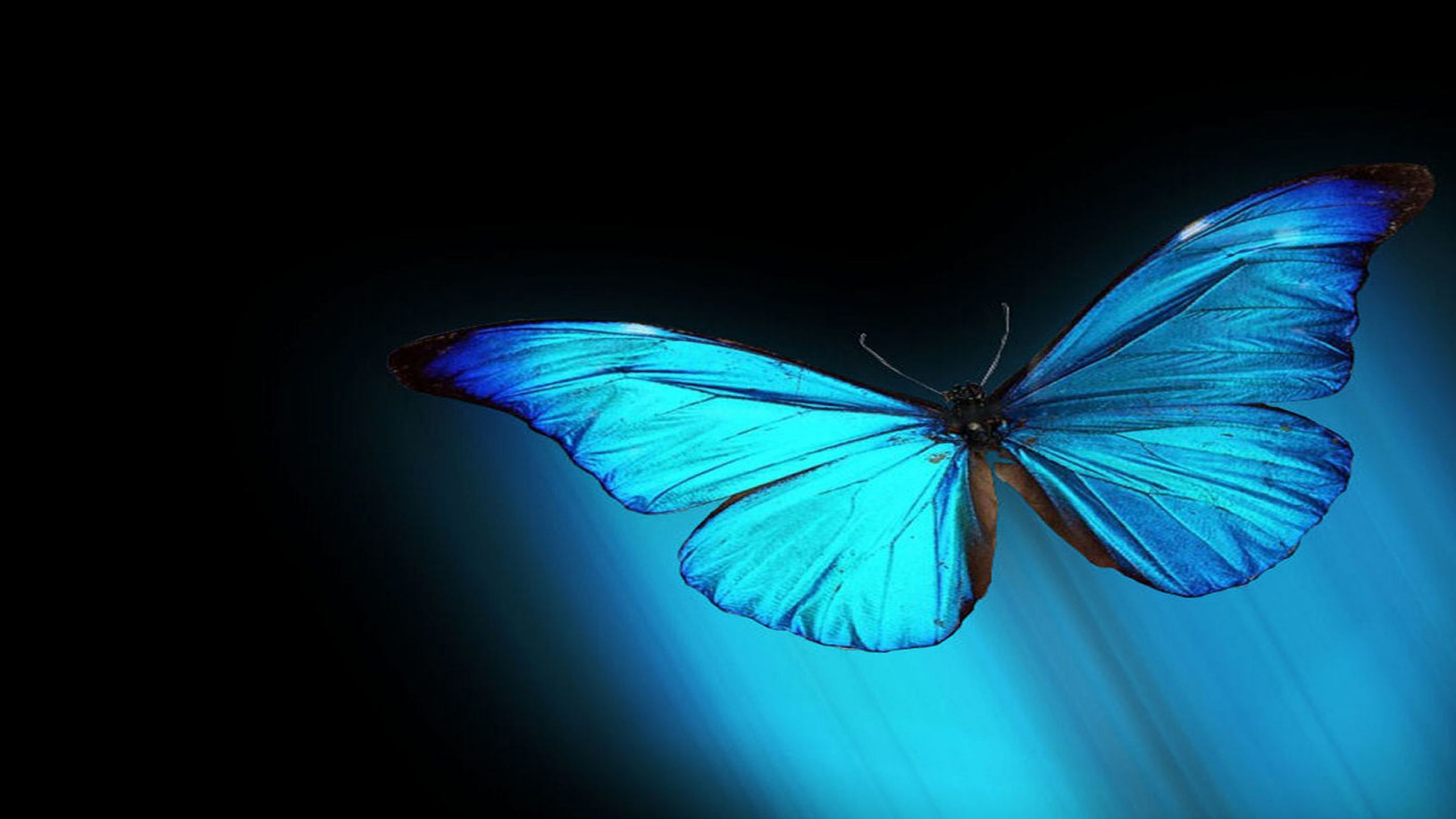 Butterfly Desktop Wallpaper Morpho Blue .hd Freewallpaper.com