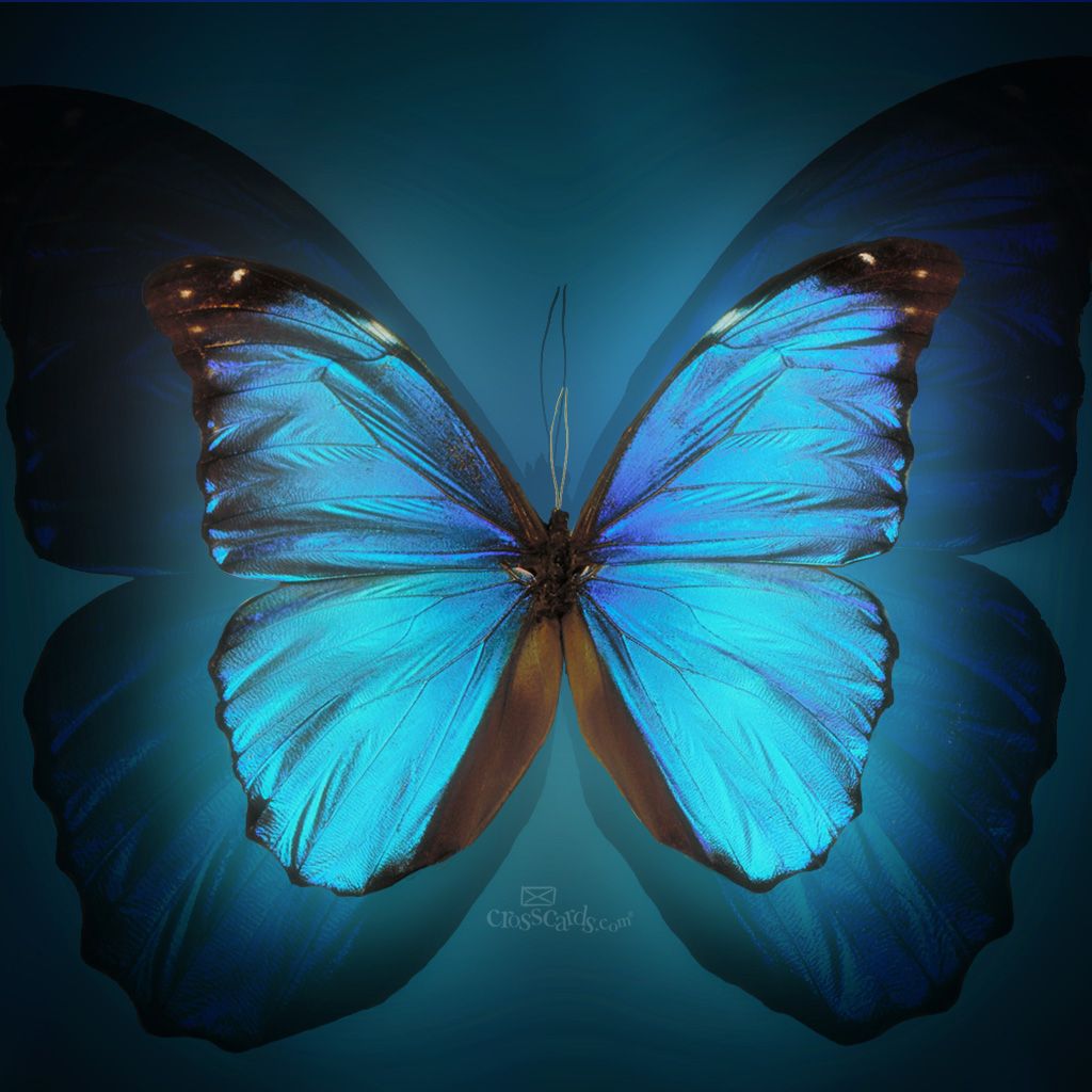 Butterfly Desktop Wallpaper Wallpaper Morpho Butterfly