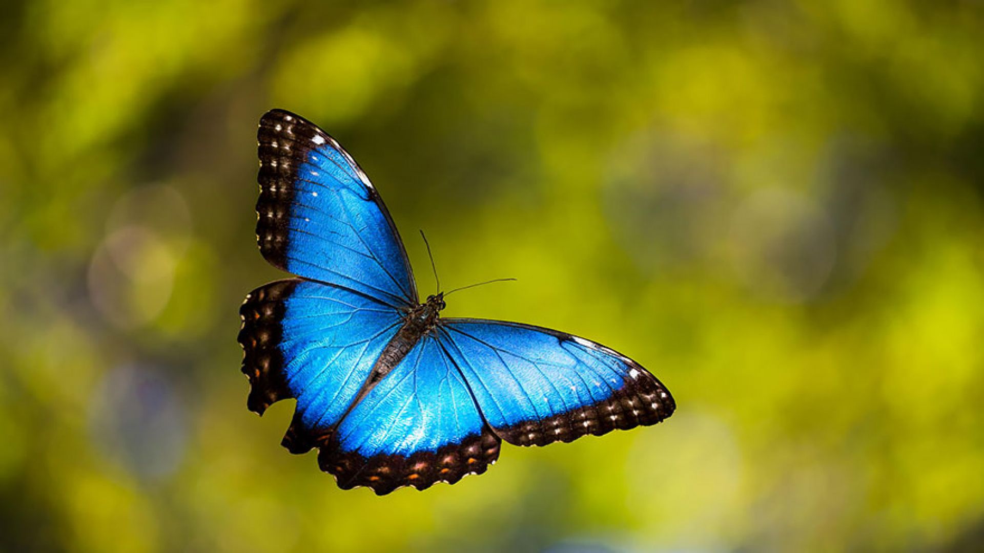 Desktop Morpho Blue Butterfly Hdhd Freewallpaper.com