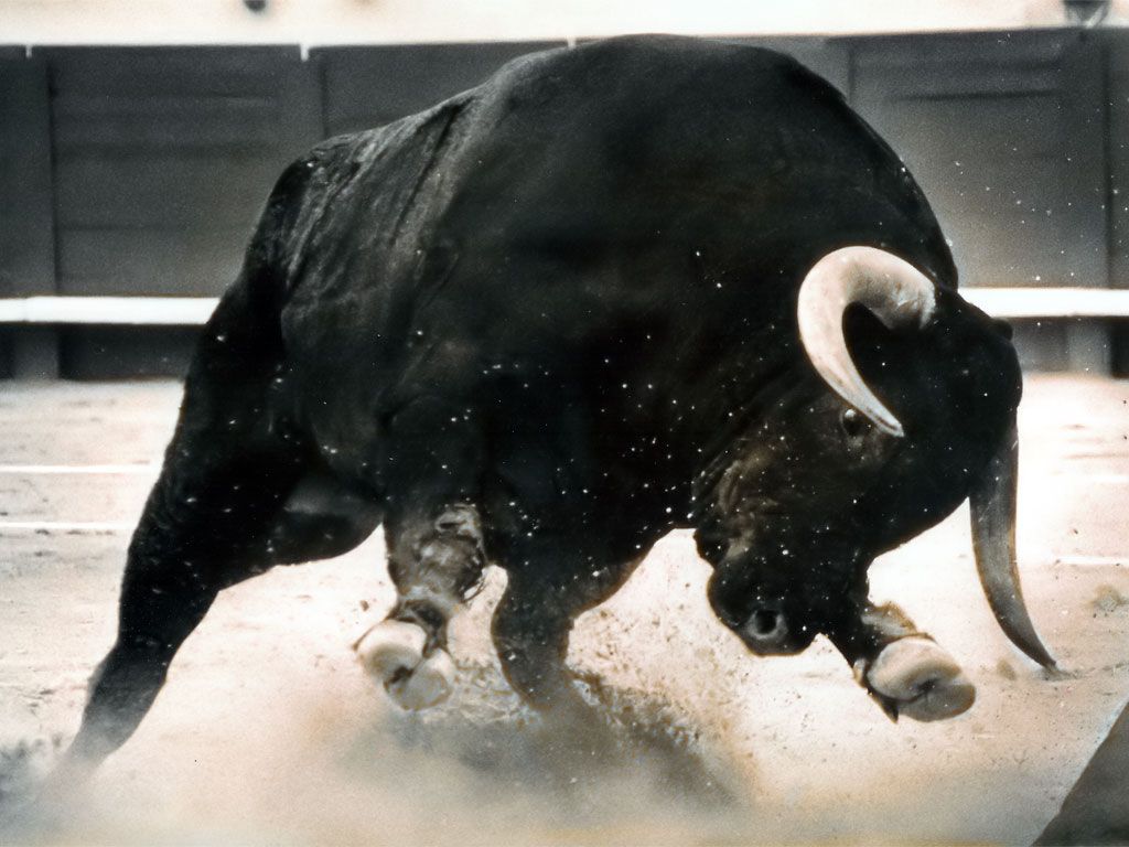 big black bull, download .hwalls.com