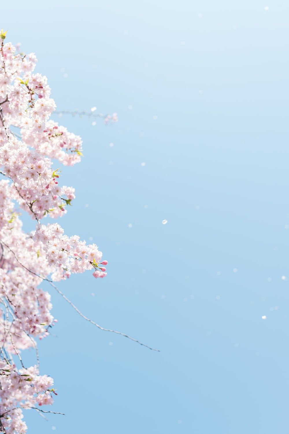 Cherry Blossom Wallpaper: Free HD .com