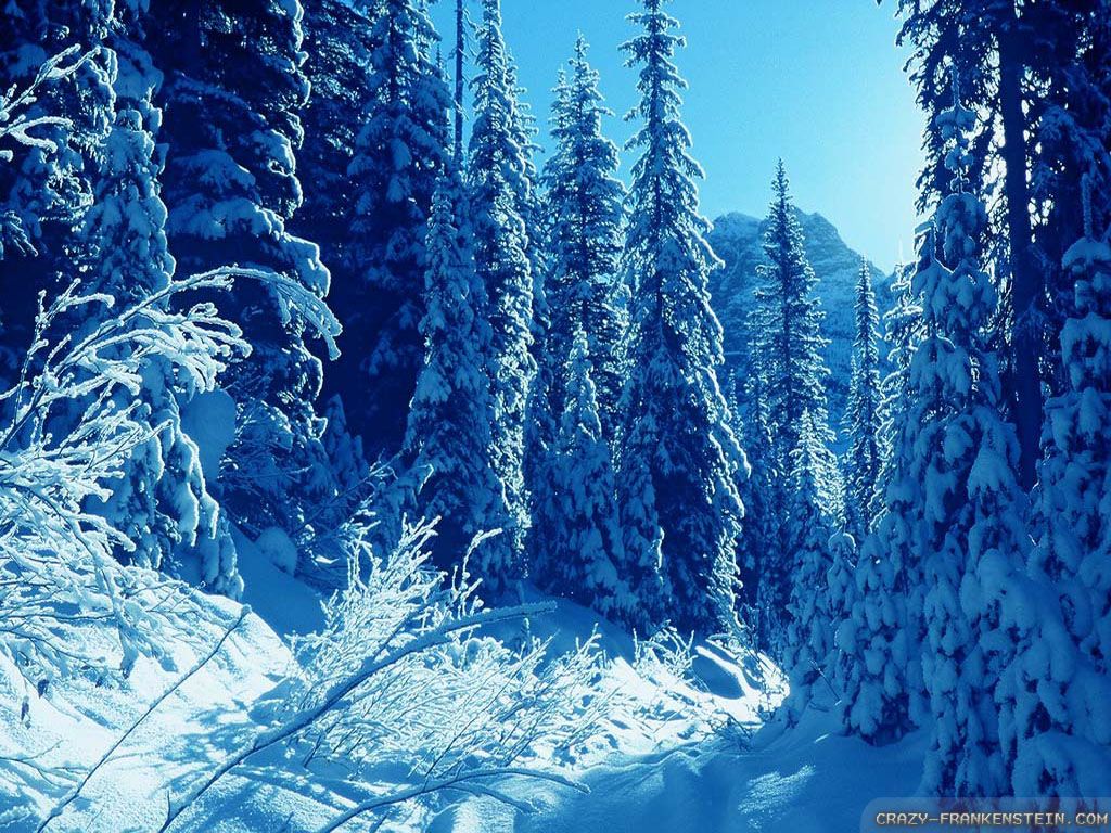 Nice Winter Picture