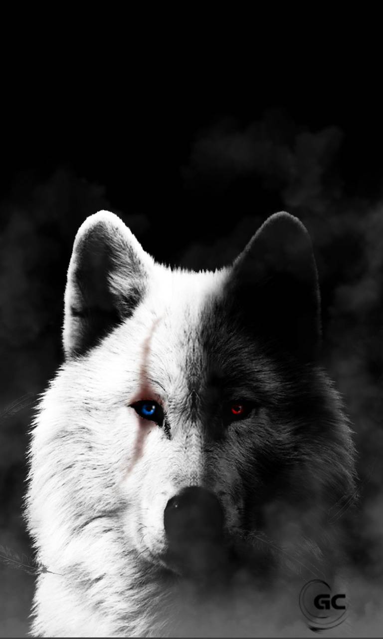 Black and white wolf wallpaper