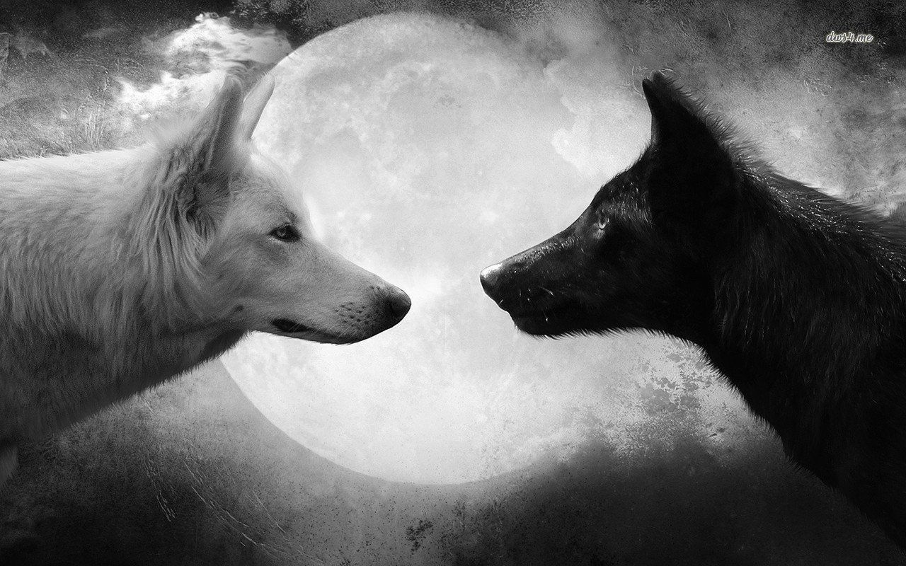 Black and White Wolf Wallpaper