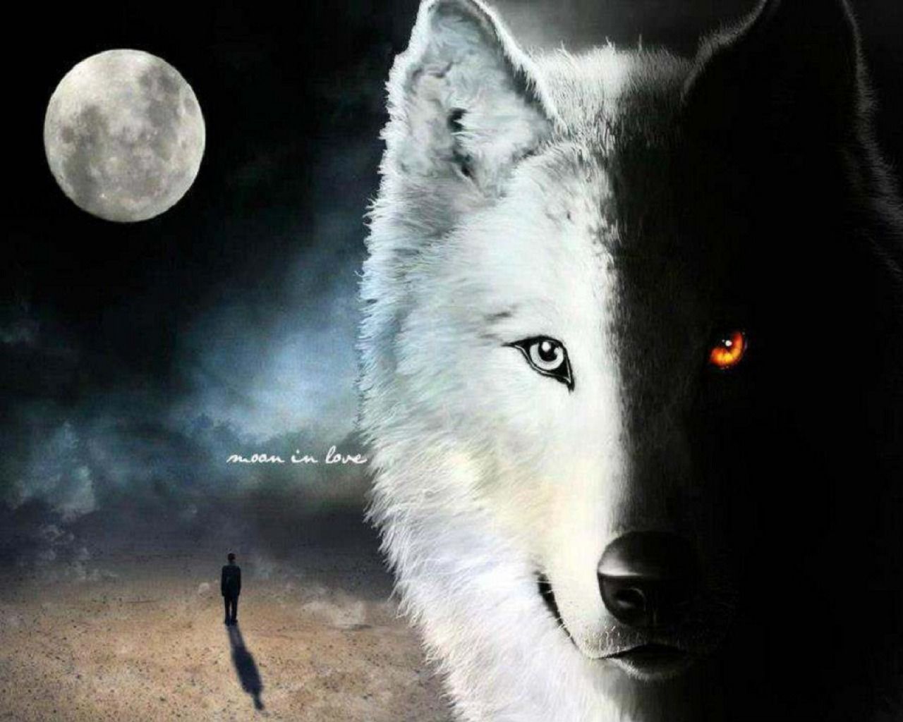 Black and White Wolf Wallpaper