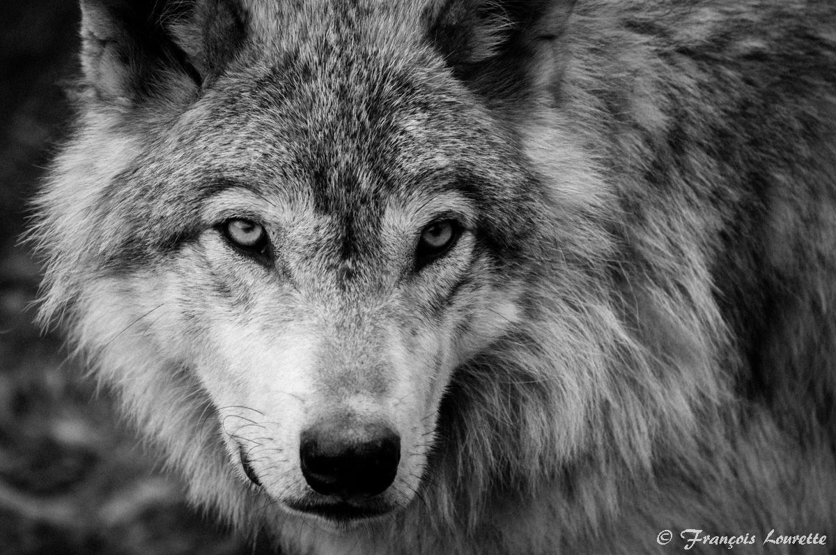 Wolf black and white, Wolf wallpaper .com