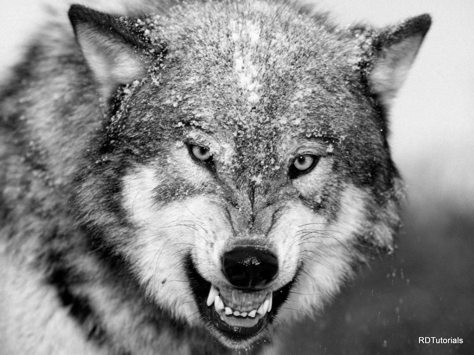 BLACK AND WHITE WOLF WALLPAPER .wallpaper House.com