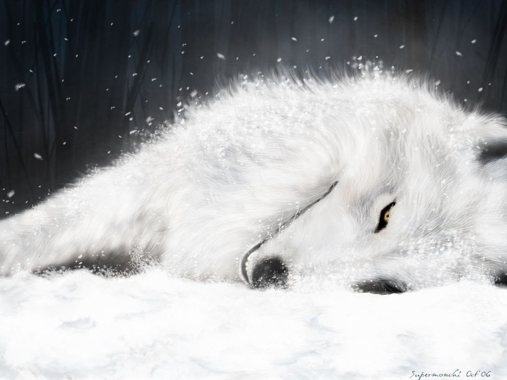 Gallery For Black Wolf White Wolf .desktopbackground.org