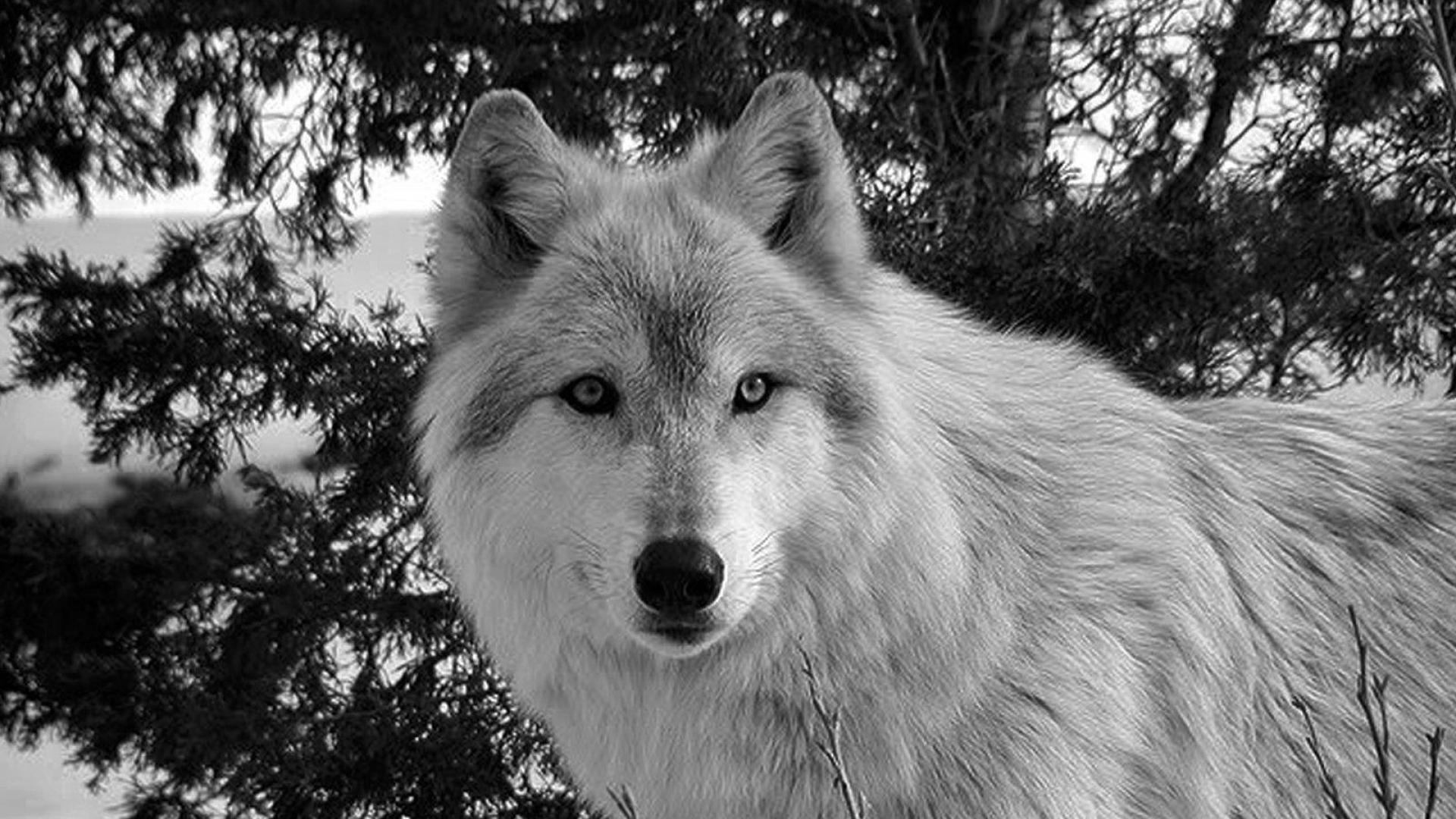 Black And White Wolf Wallpaper .itl.cat