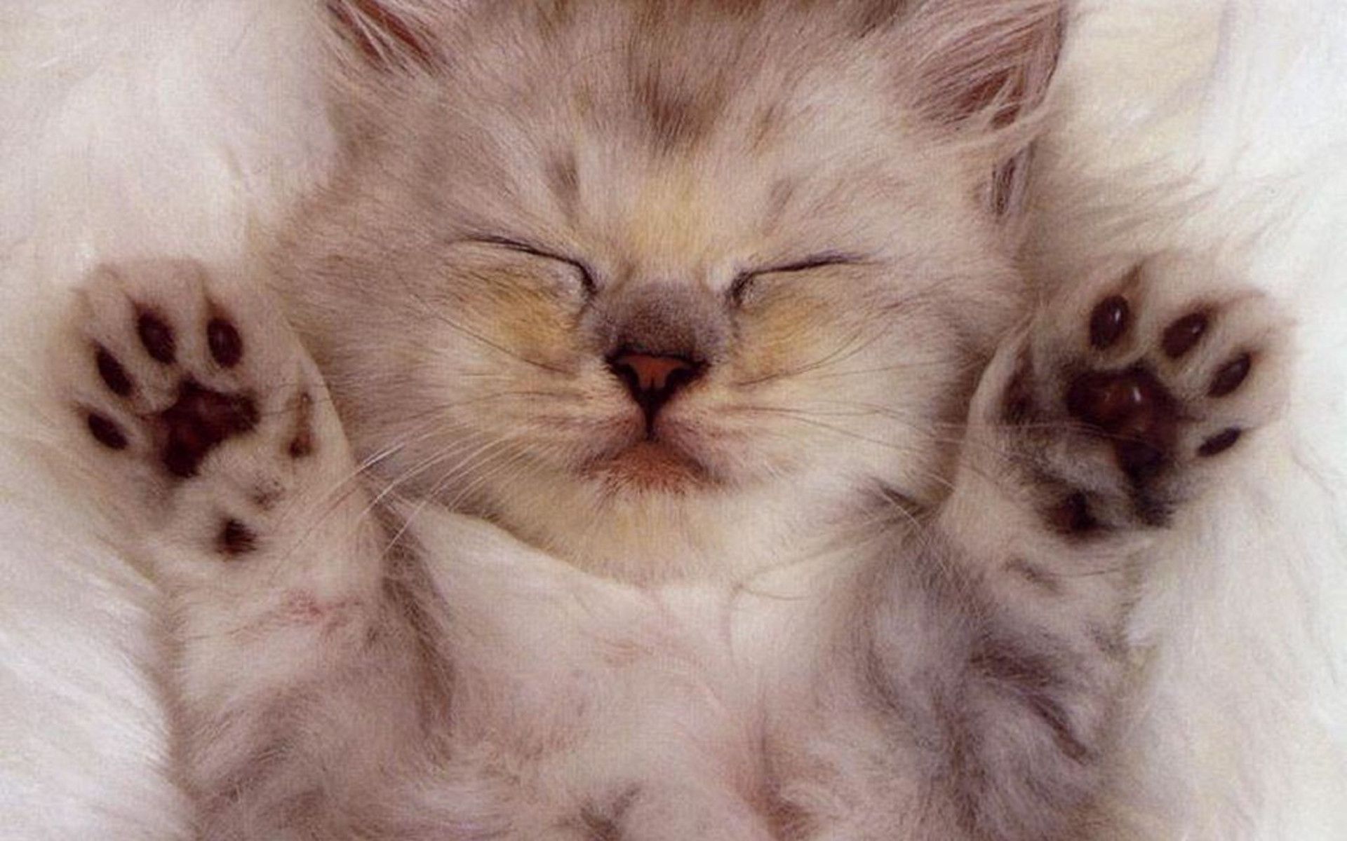 Sleep Cat Wallpaper -themes.com
