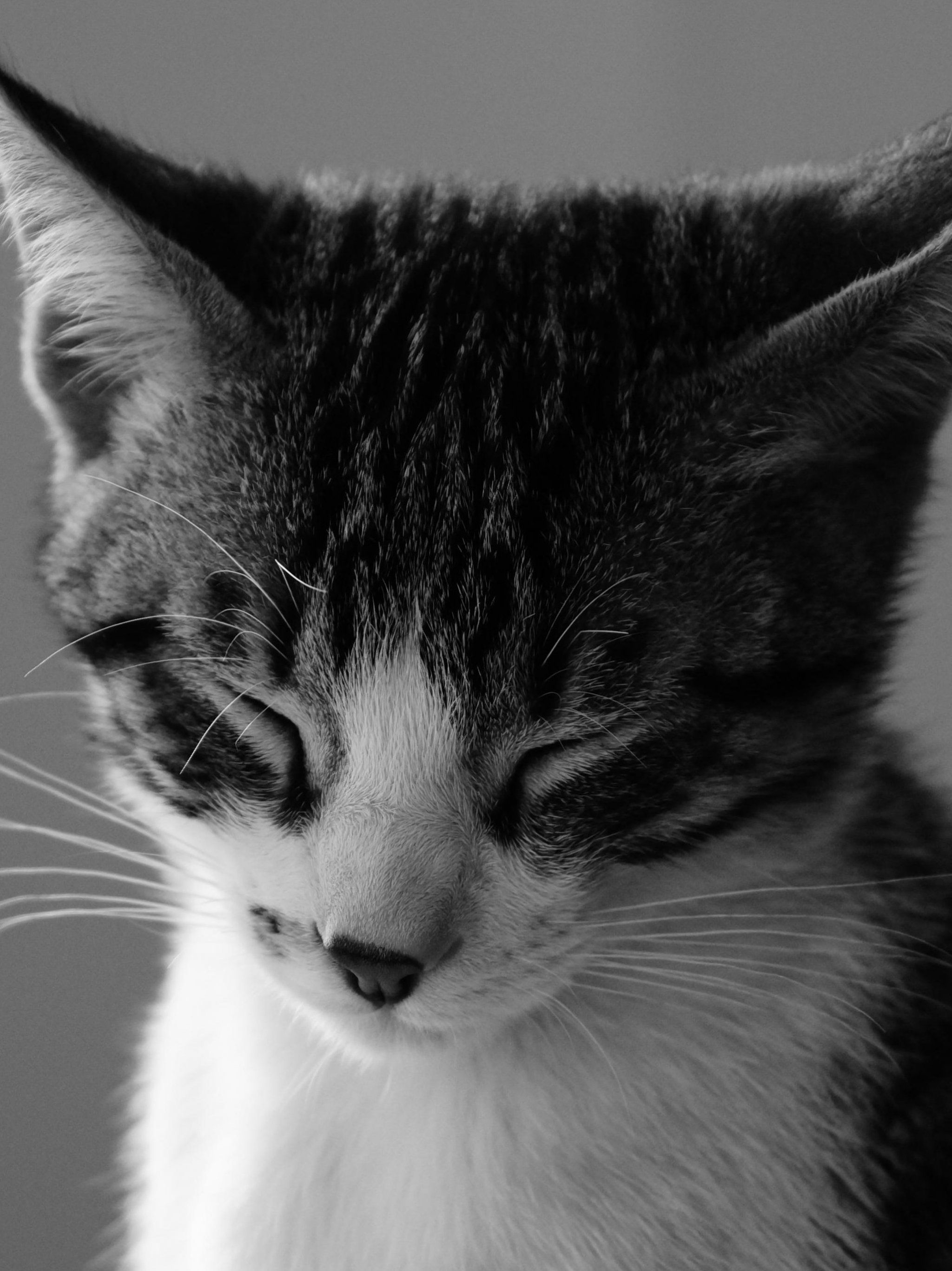 Sleepy Cats Wallpapers - Wallpaper Cave