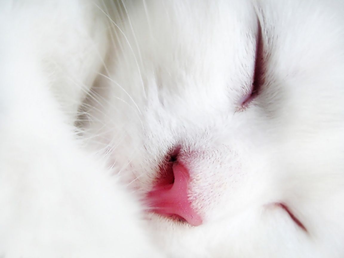 Beautiful White Cute Cat. Cat sleeping .com