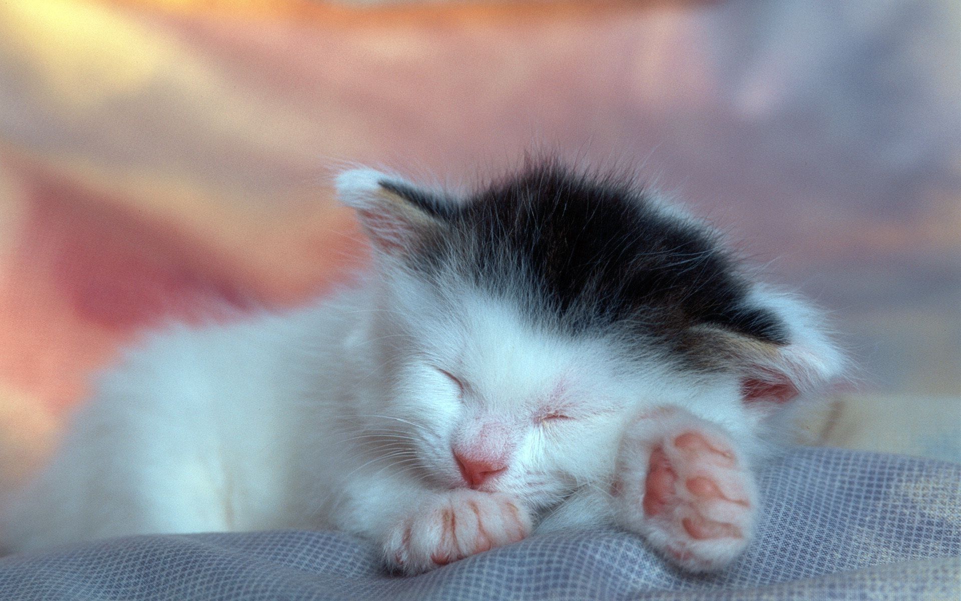 Cats, Sleepy kitten, Sleeping kitten.com