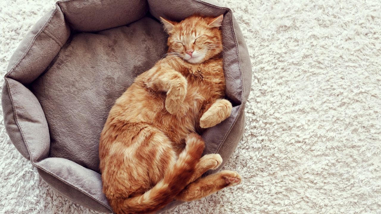 Sleepy cat Wallpaper 4k Ultra HDxtrafondos.com