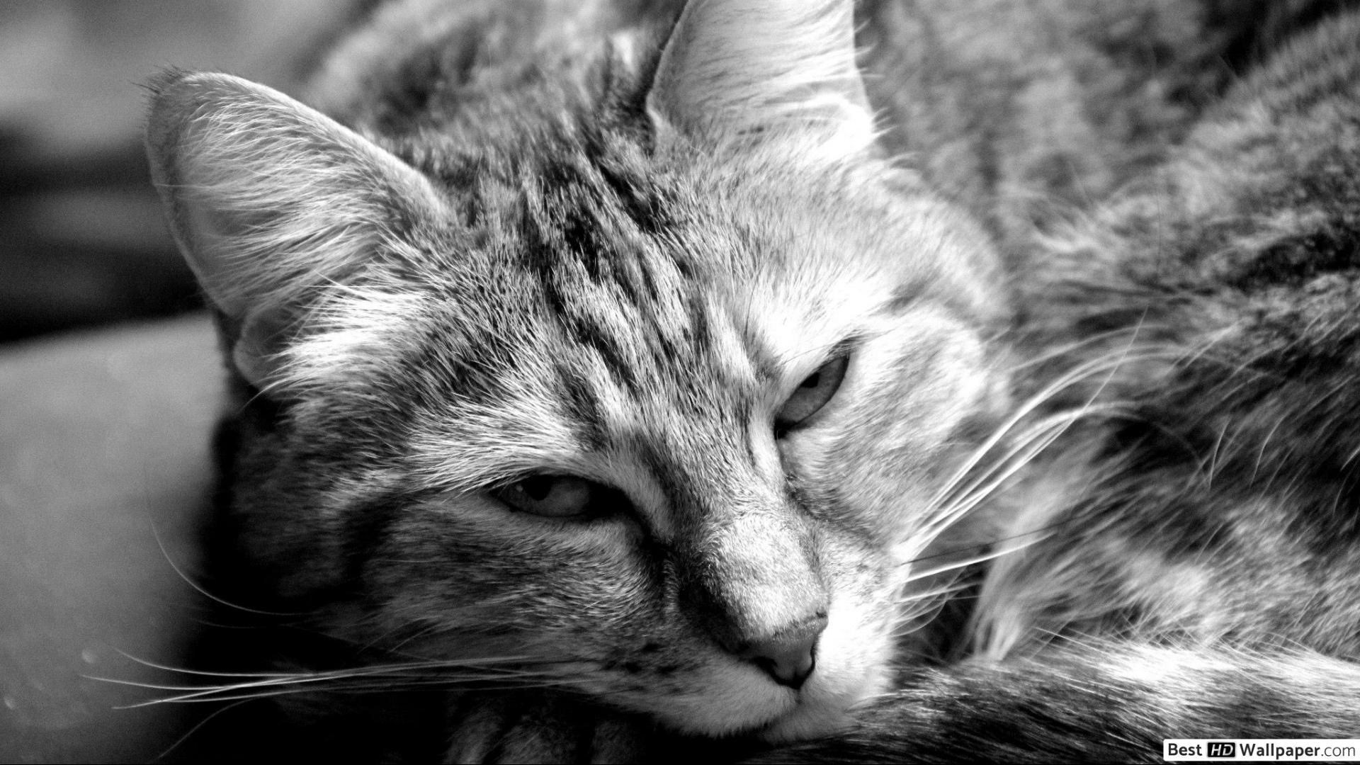 Sleepy cat HD wallpaper downloadbesthdwallpaper.com
