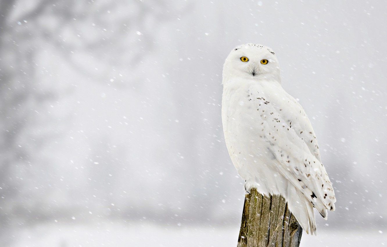 Wallpaper winter, look, snow, bird, stump, snowfall, snowy owl image for desktop, section животные