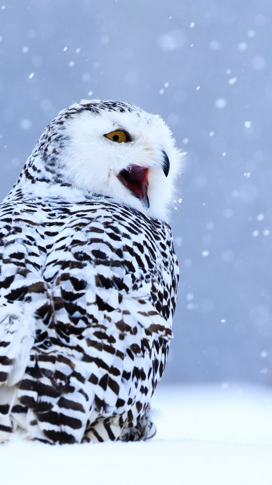 Wallpaper Owl, White Owl, Polar Owl, Bird, Snow, Winter Owl Wallpaper & Background Download