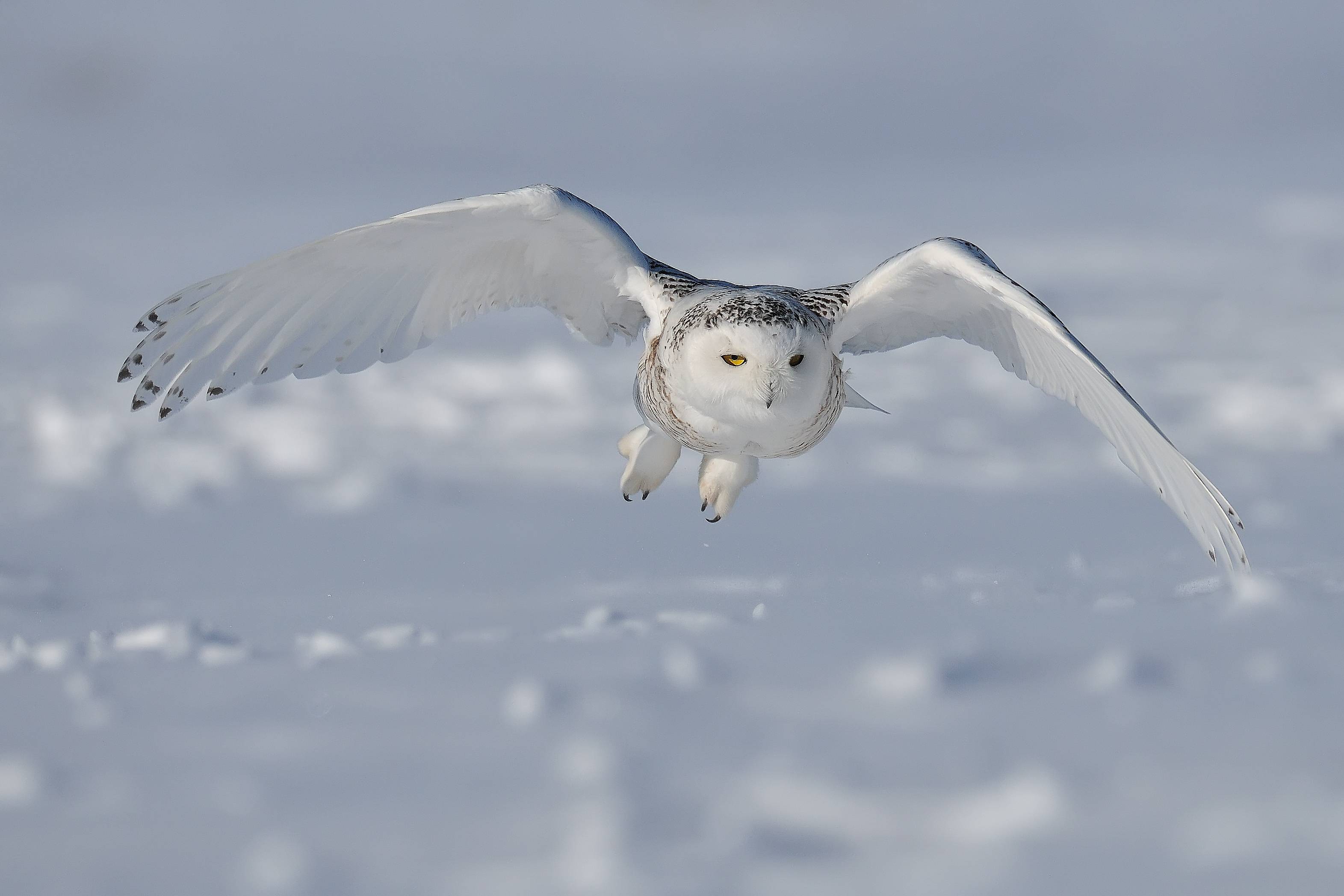 Winter Snowy Owl Wallpaper