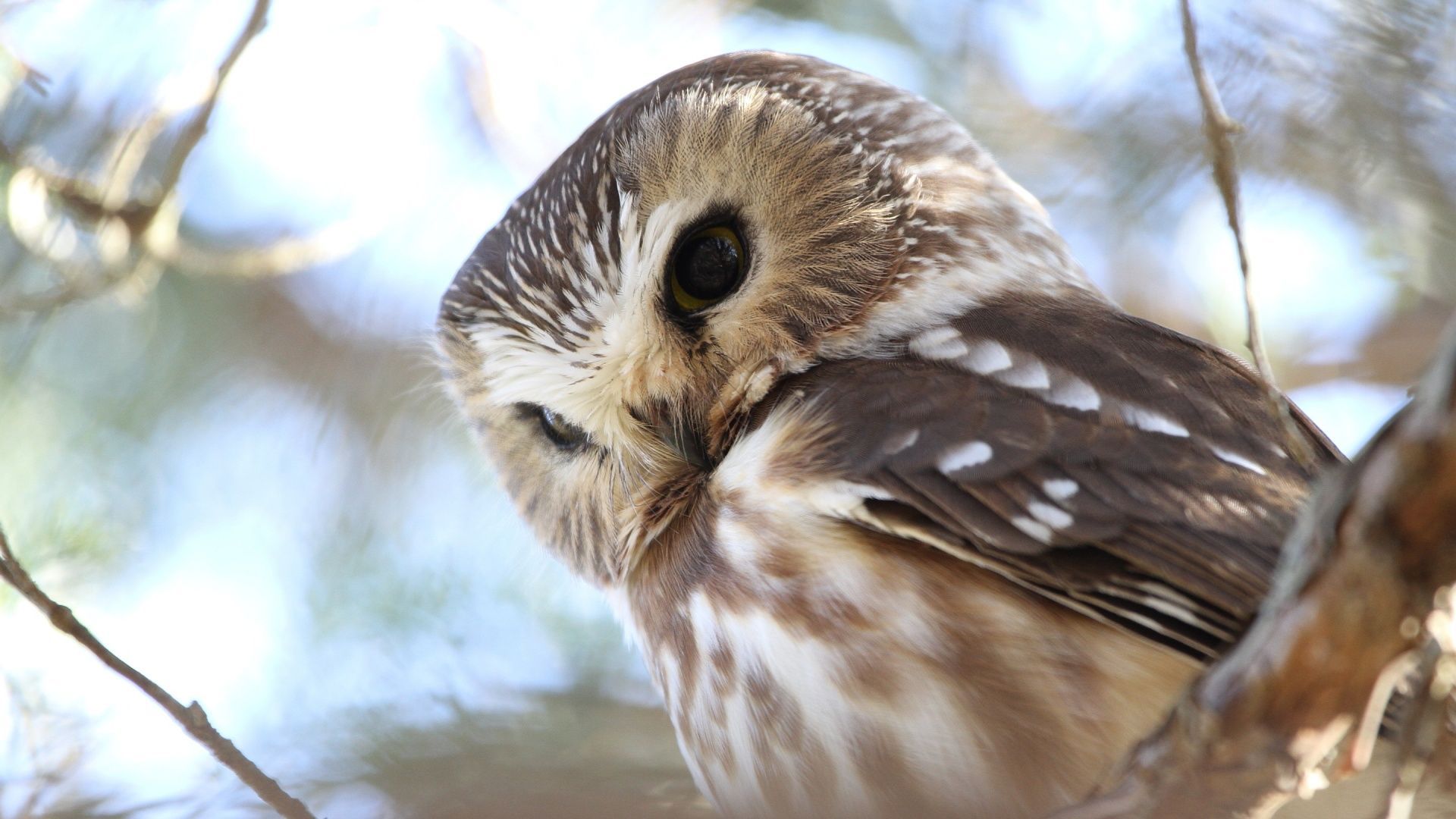 Cute Owl Picture Free Download. Owl wallpaper, Cute owls wallpaper, Owl picture
