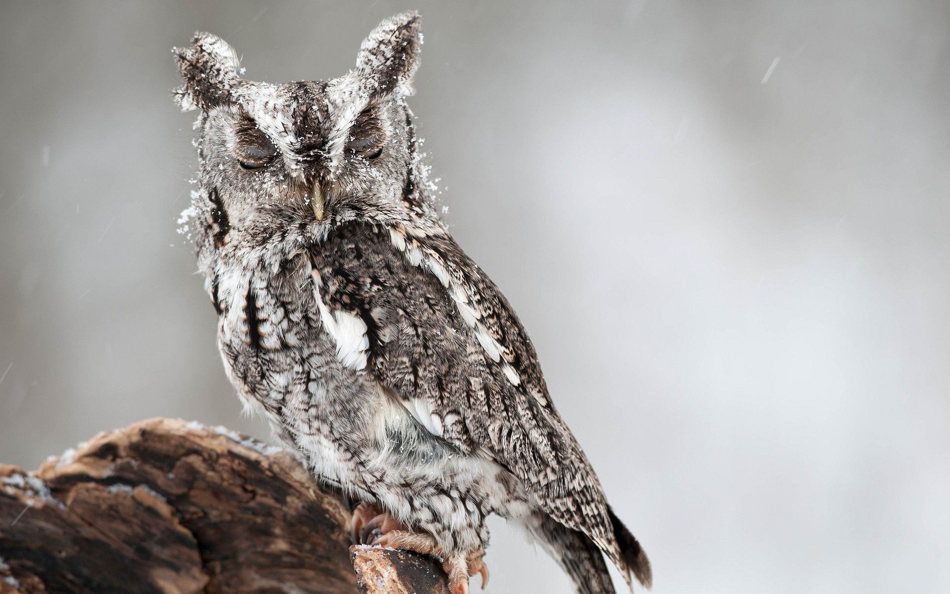 Daily Wallpaper: Winter Owl. I Like To .iliketowastemytime.com
