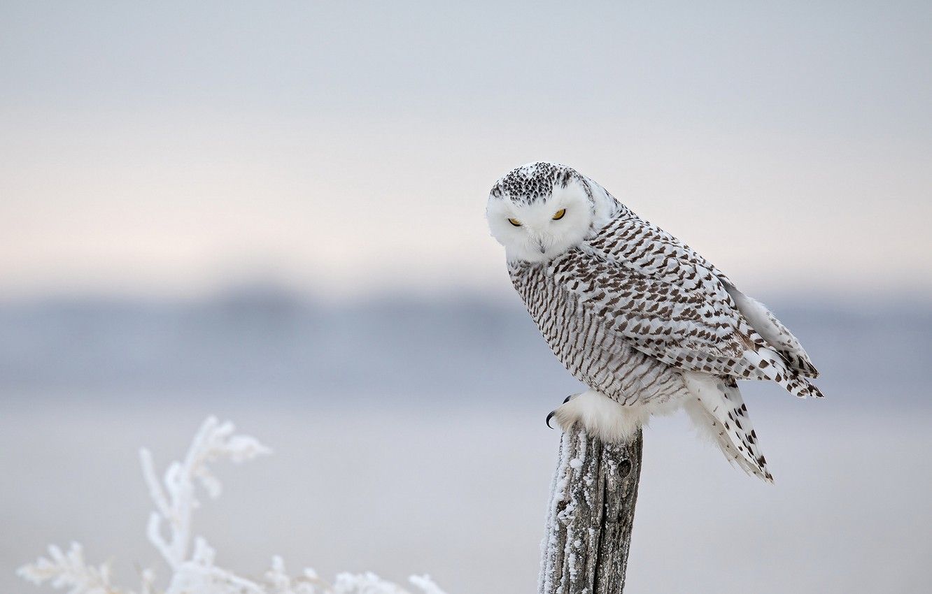 Wallpaper winter, frost, snow, branches, bird, post, snowy owl image for desktop, section животные