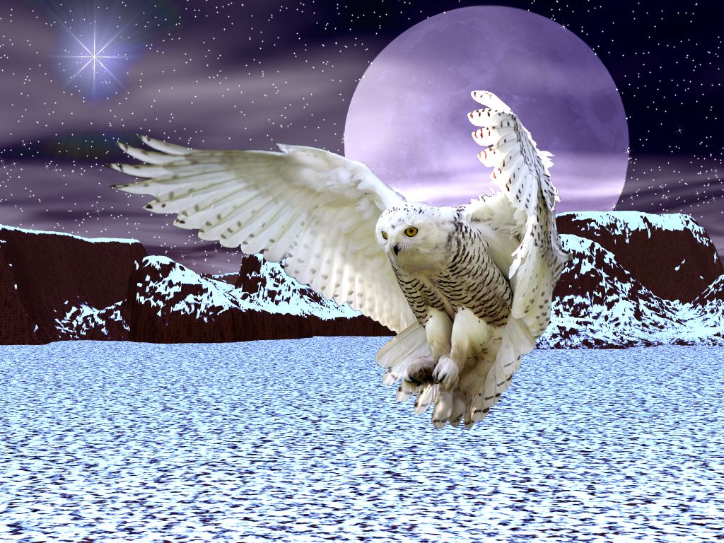 Snowy Owl Wallpaperwallpaperafari.com