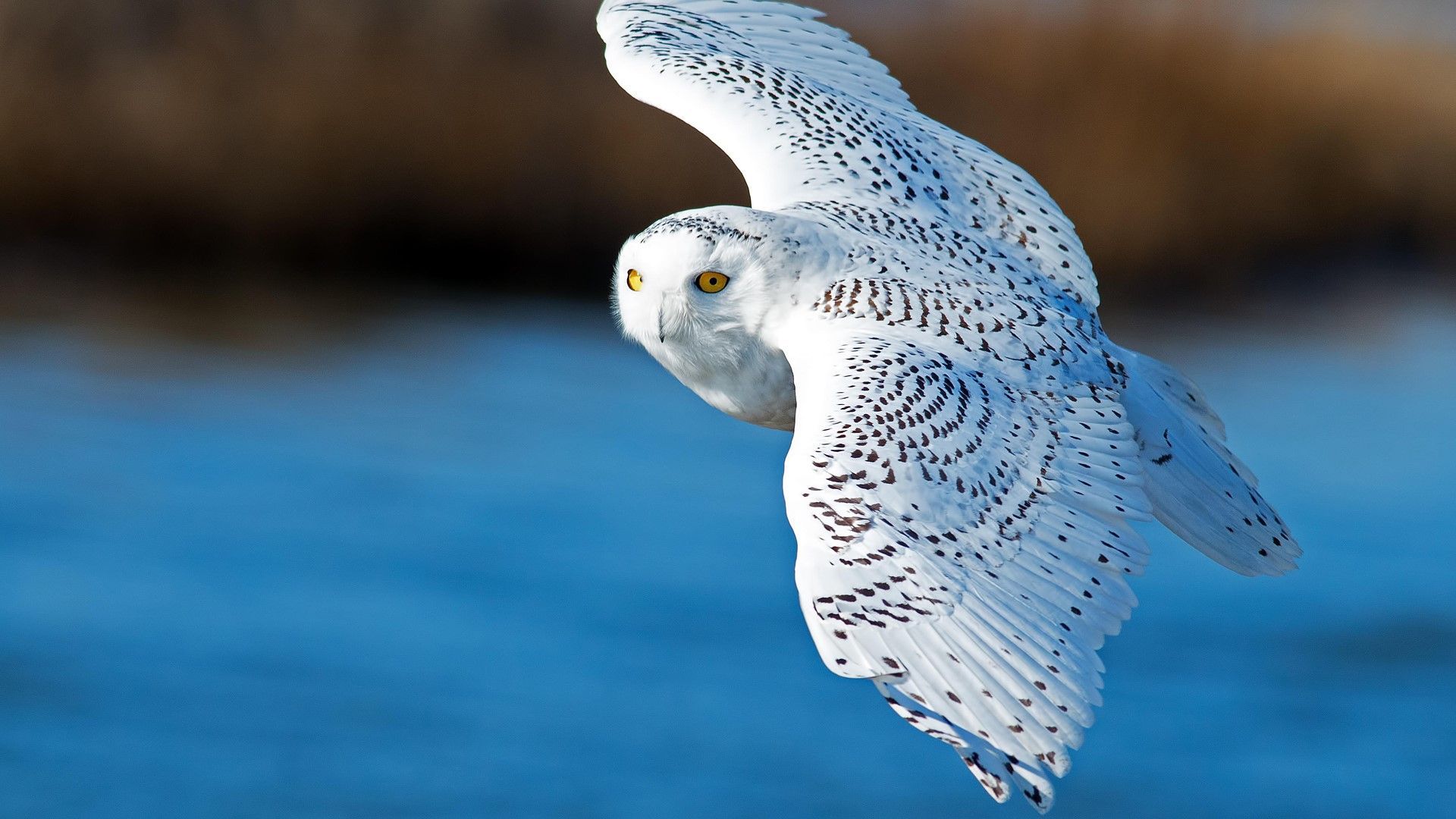 Snowy owl in flight over blue water .windows10spotlight.com