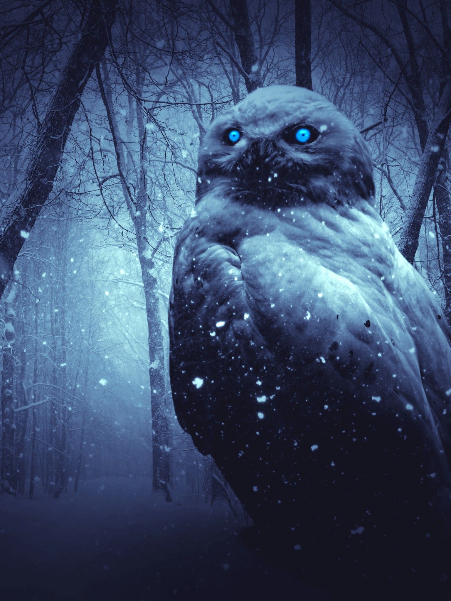 Owl 4K Wallpaper, Forest, Winter, Dark .4kwallpaper.com