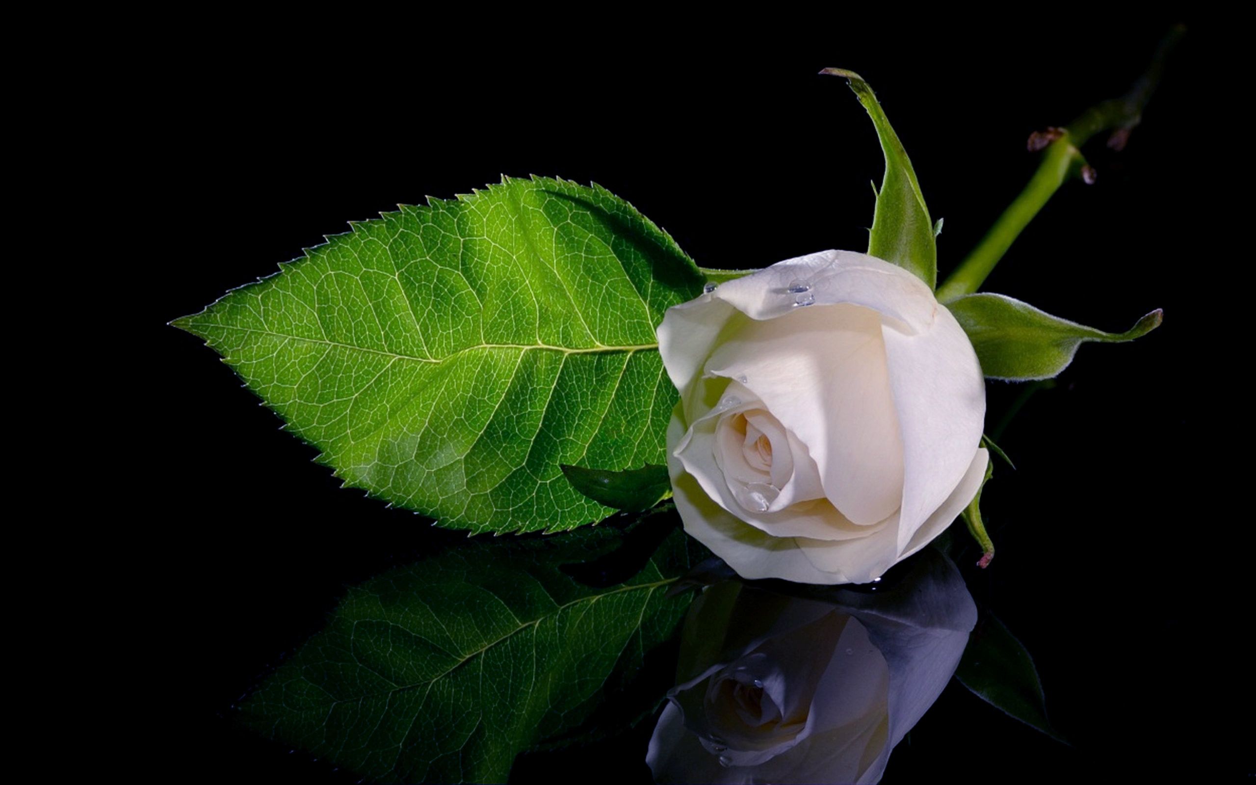 Full HD 1080p White Rose Desktop .wallpapertip.com