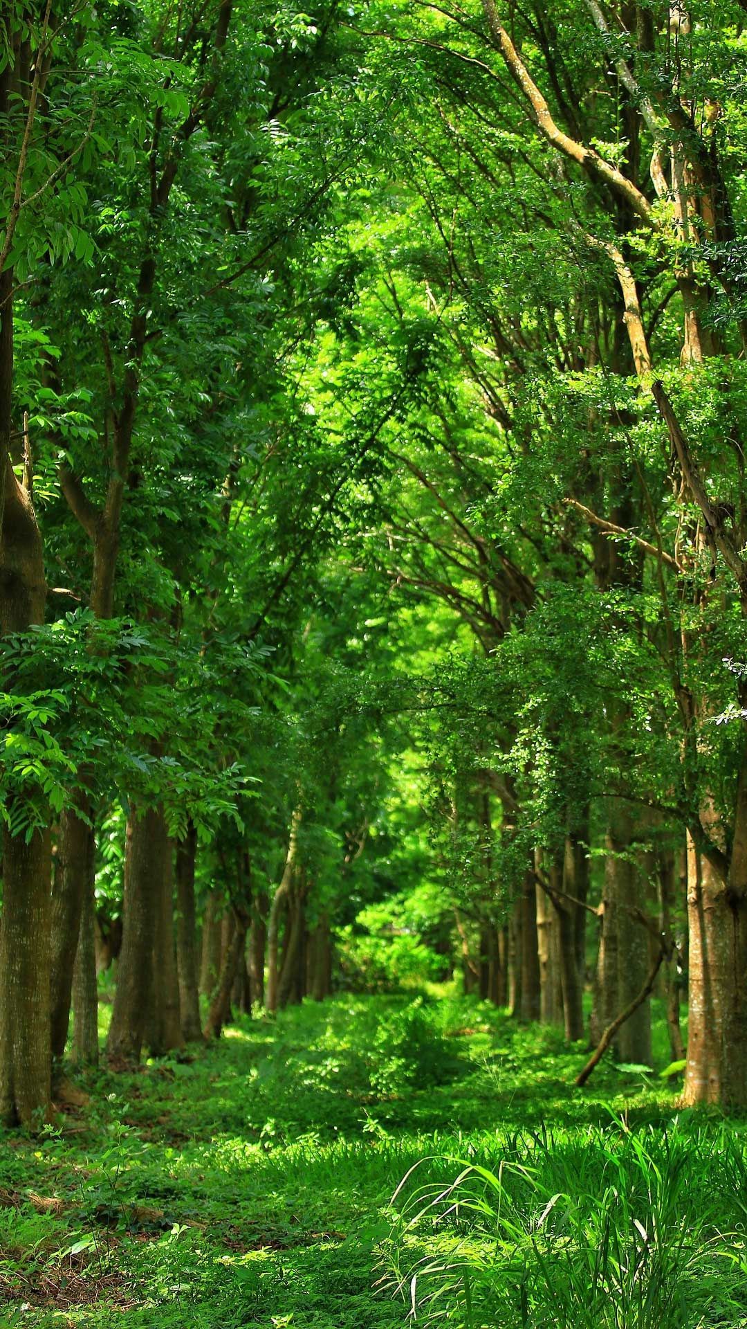 Forest wallpaper phone background HD .com
