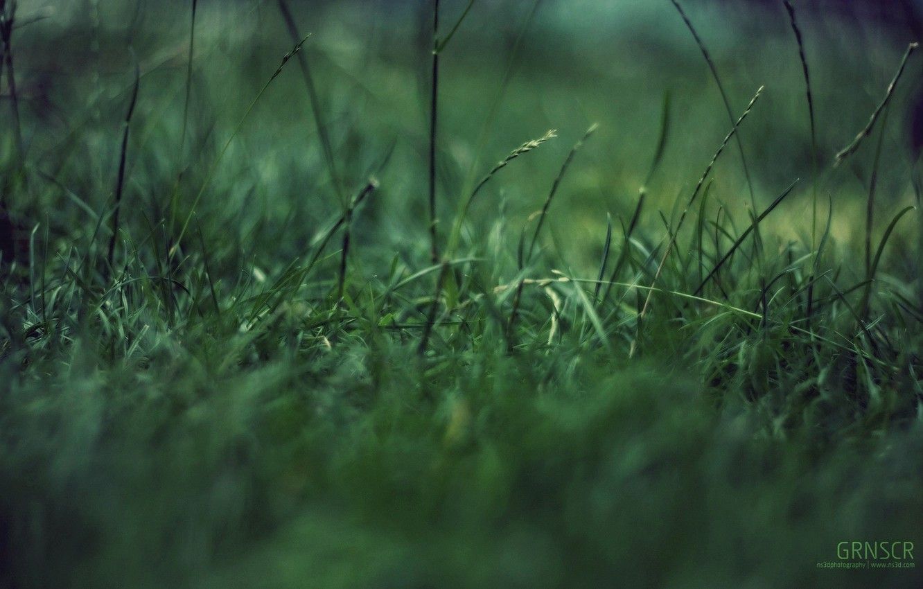 Wallpaper grass, macro, green garbage .goodfon.com