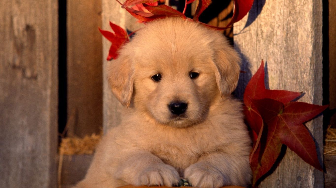 Golden retriever puppy.com