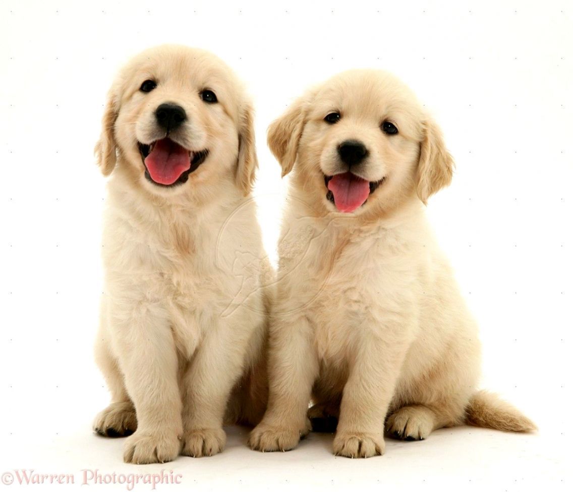 Cute White Golden Retriever Puppies .teahub.io