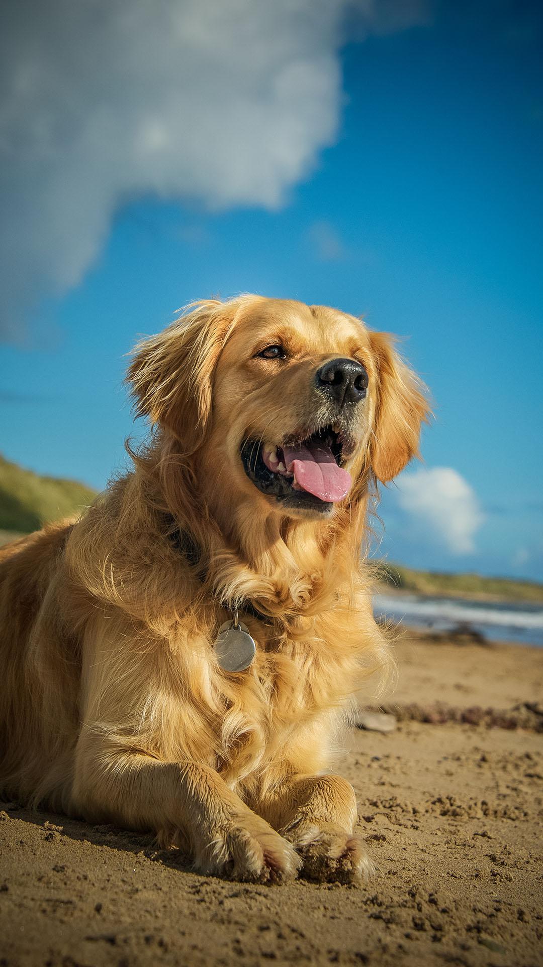 Golden Retriever Wallpaper for Android .apkpure.com