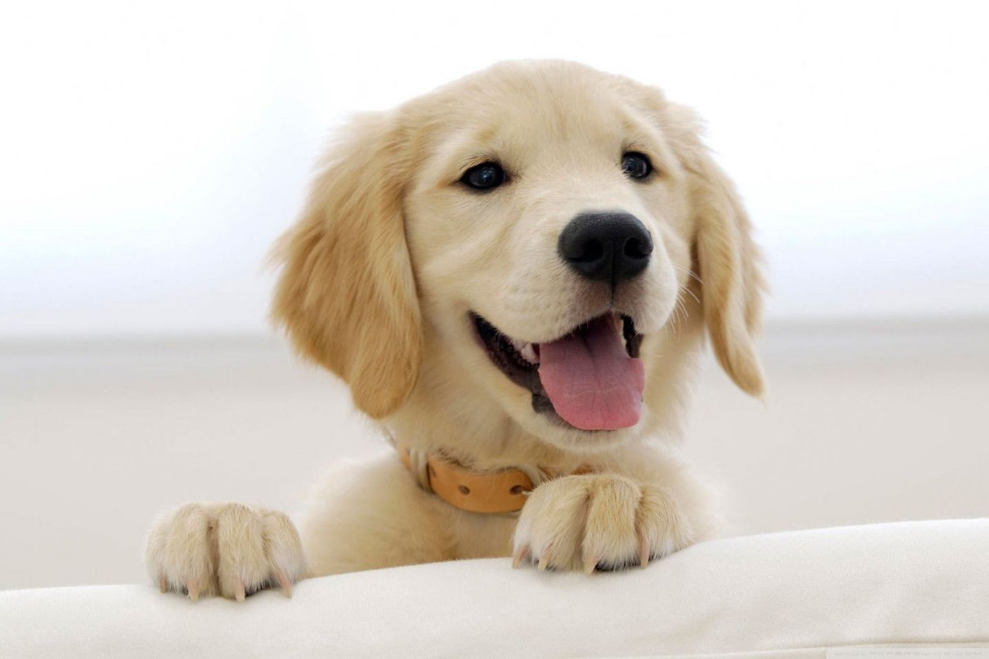 Golden Retriever Puppy Ultra HD Desktop .wallpaperwide.com